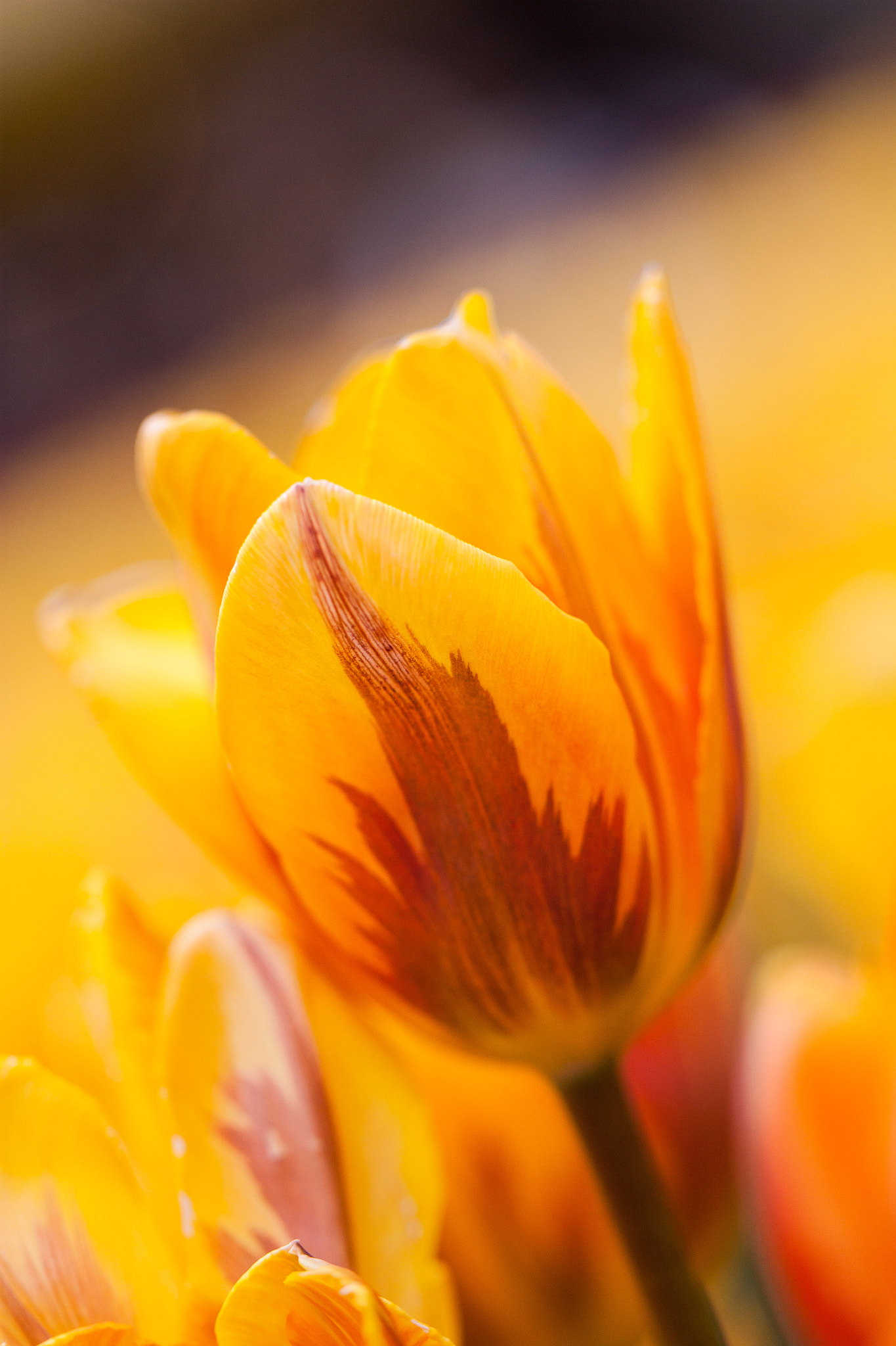 Canon EF 100mm F2.8L Macro IS USM sample photo. Longing for spring photography