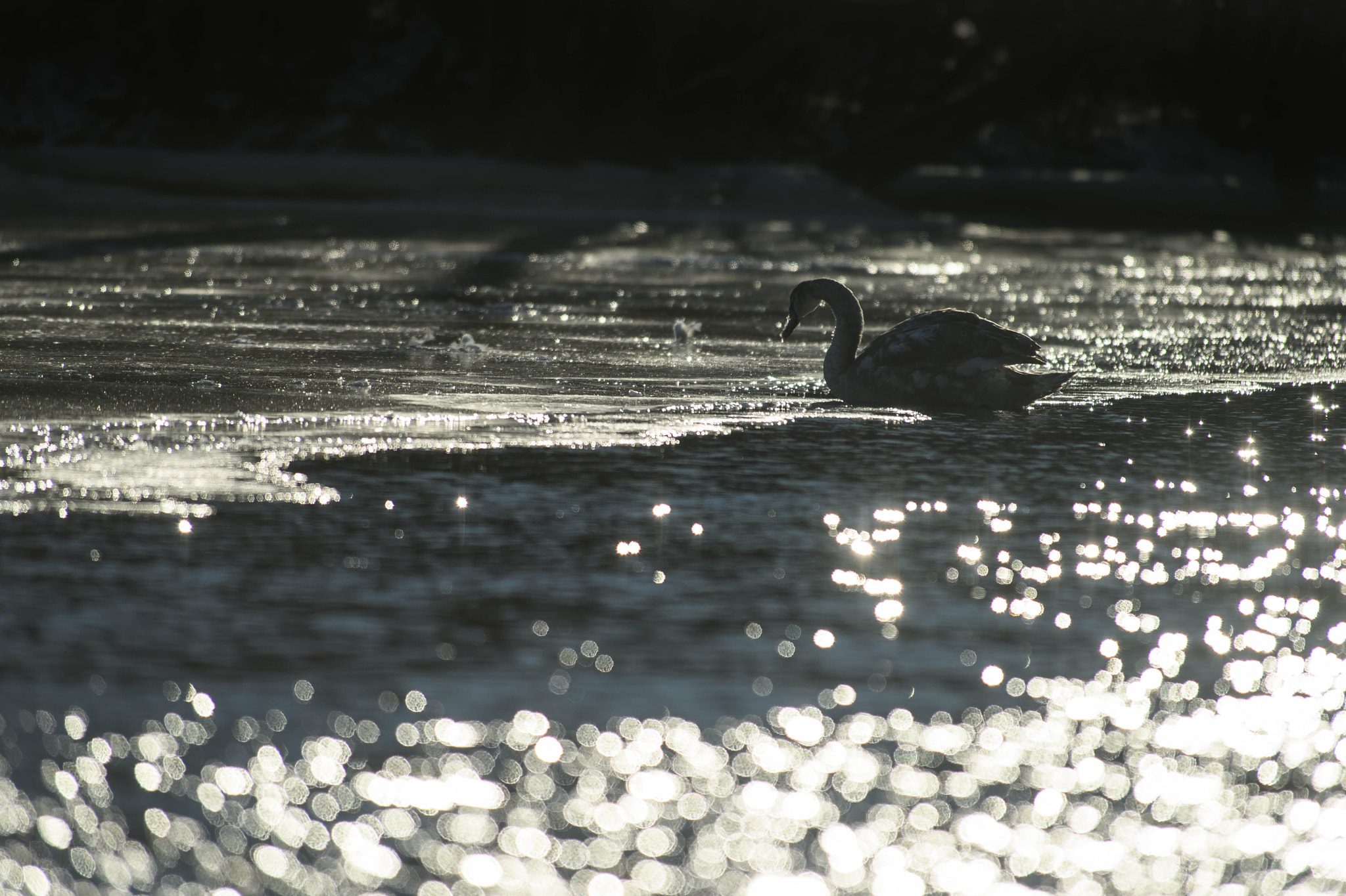 Nikon AF-S Nikkor 300mm F2.8G ED VR II sample photo. Silver photography