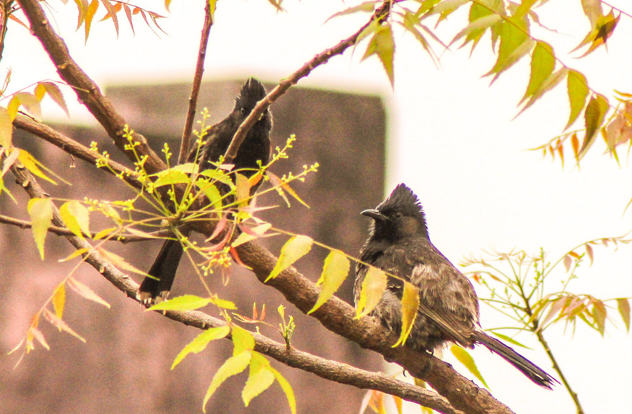 Canon EOS 600D (Rebel EOS T3i / EOS Kiss X5) + Tamron AF 70-300mm F4-5.6 Di LD Macro sample photo. Love birds photography