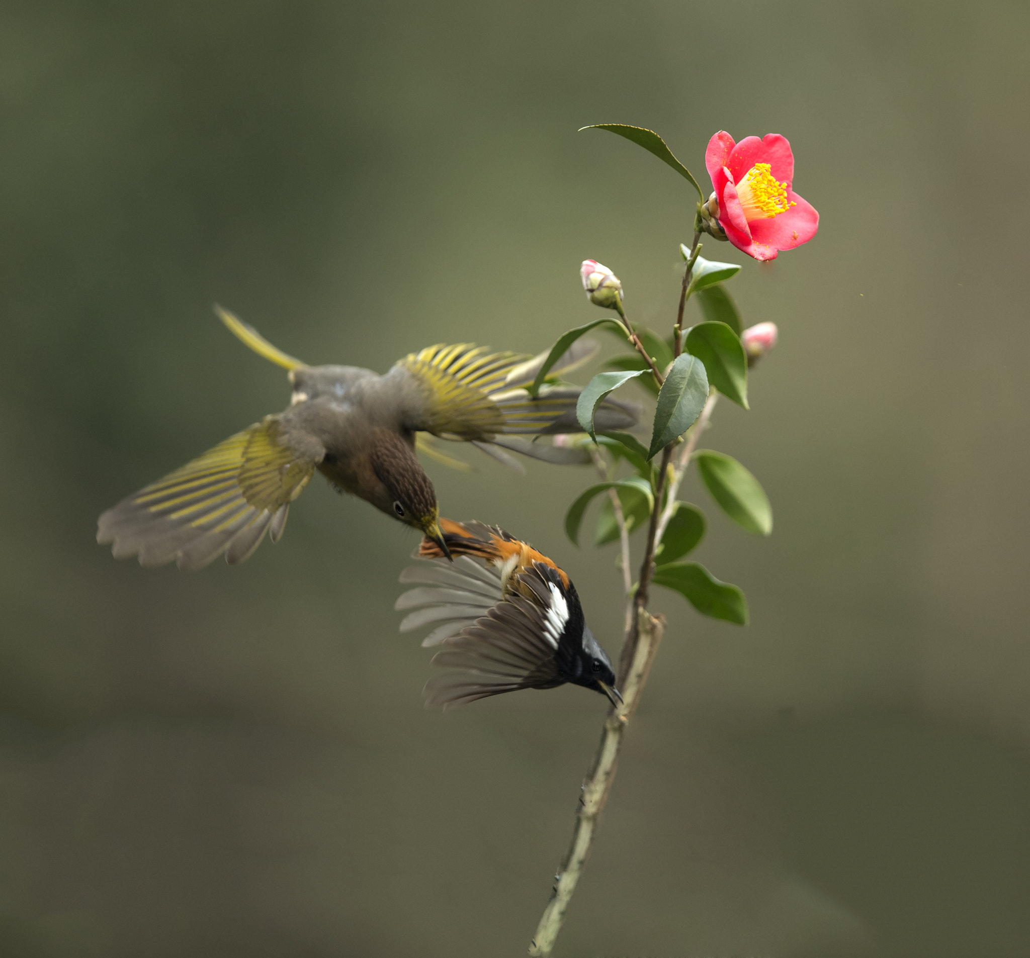 Canon EF 400mm F2.8L IS II USM sample photo