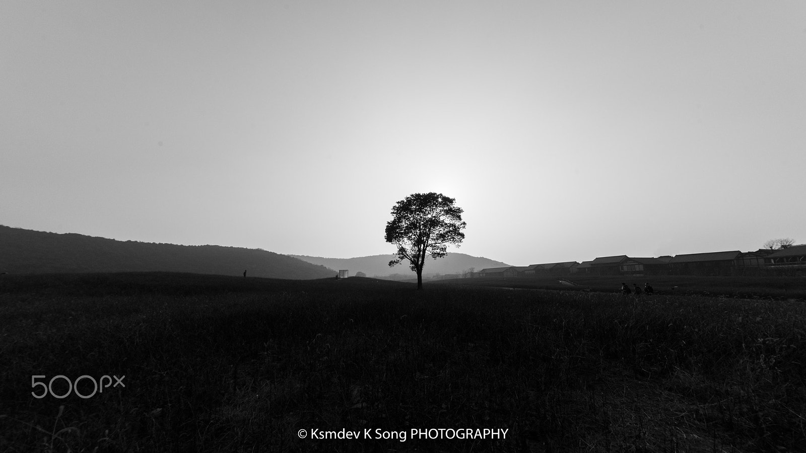 Nikon D810 + Sigma 12-24mm F4.5-5.6 II DG HSM sample photo. The tree photography