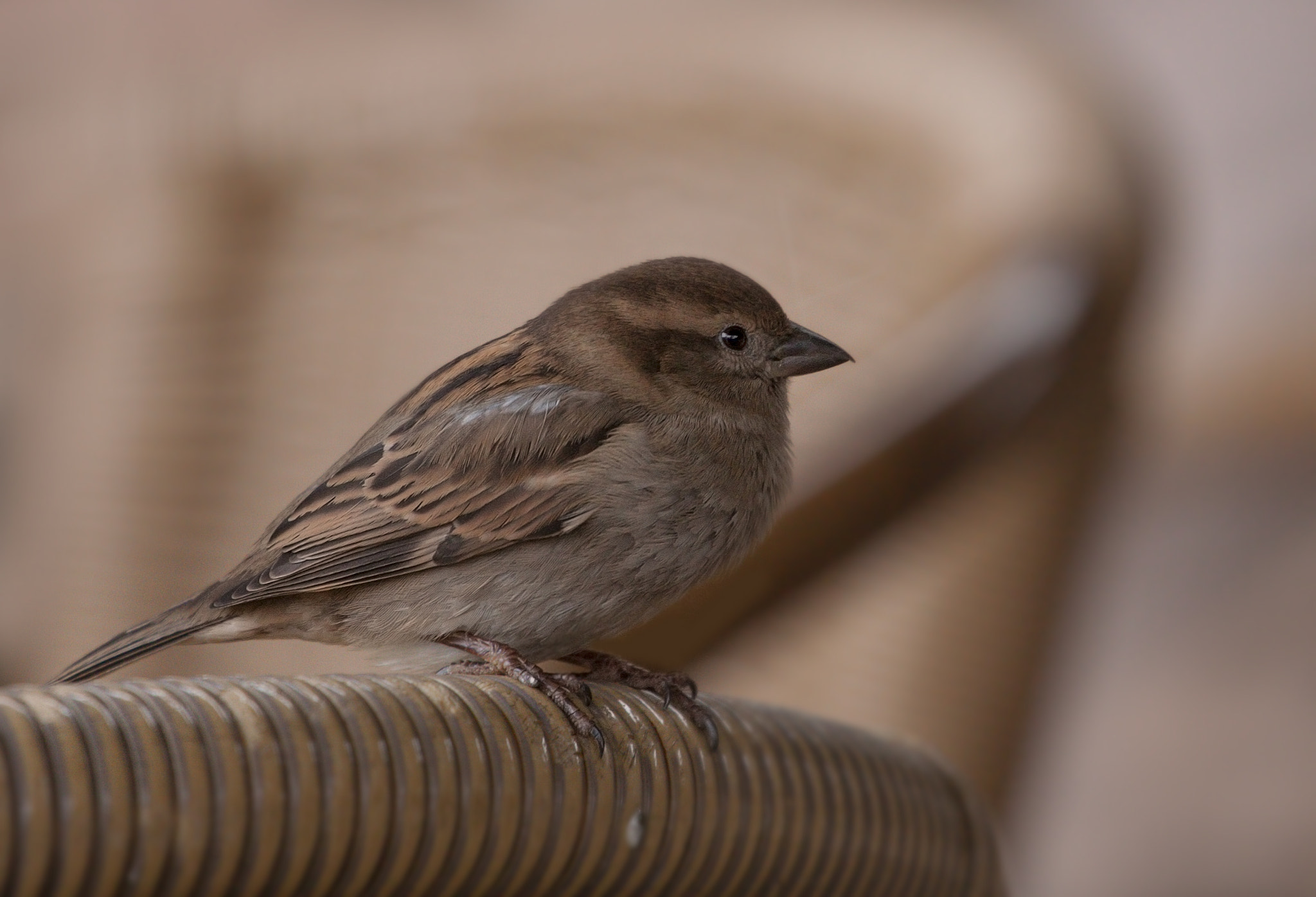 Canon EOS 50D sample photo. Little sparrow in my back-yard photography