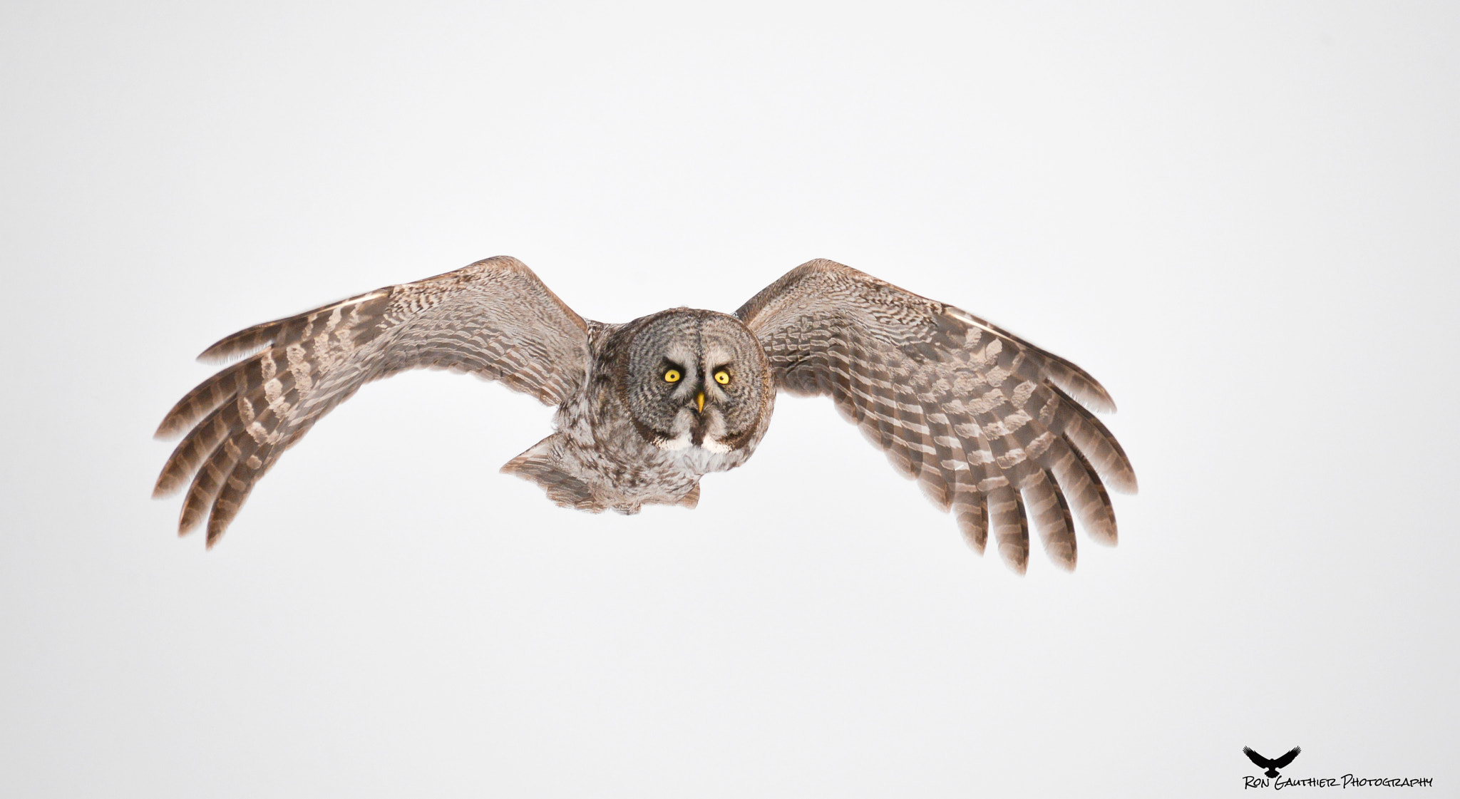 Sigma 150-500mm F5-6.3 DG OS HSM sample photo. If looks could kill ! photography