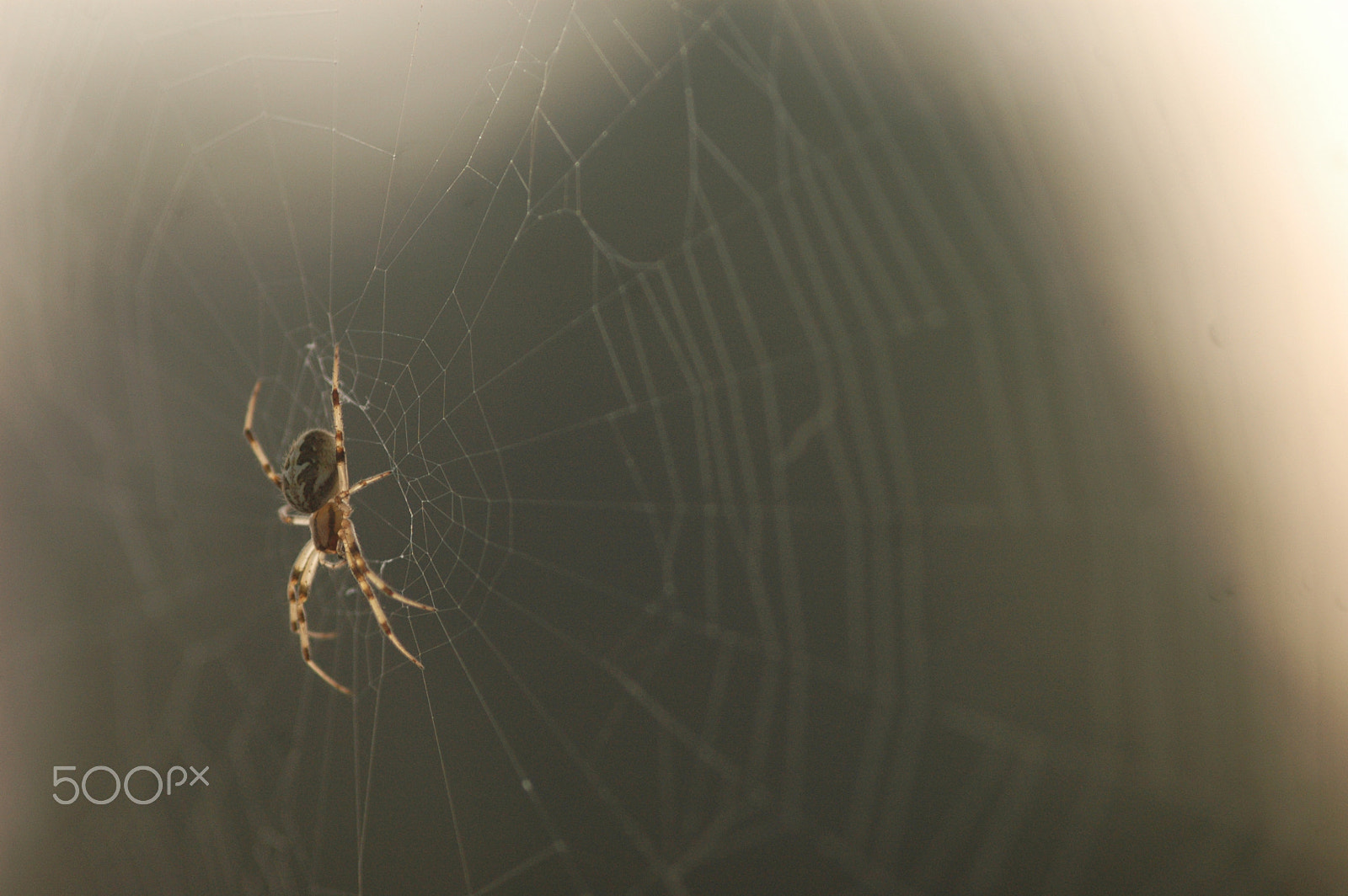 Nikon D70 sample photo. Spiderman ;) photography