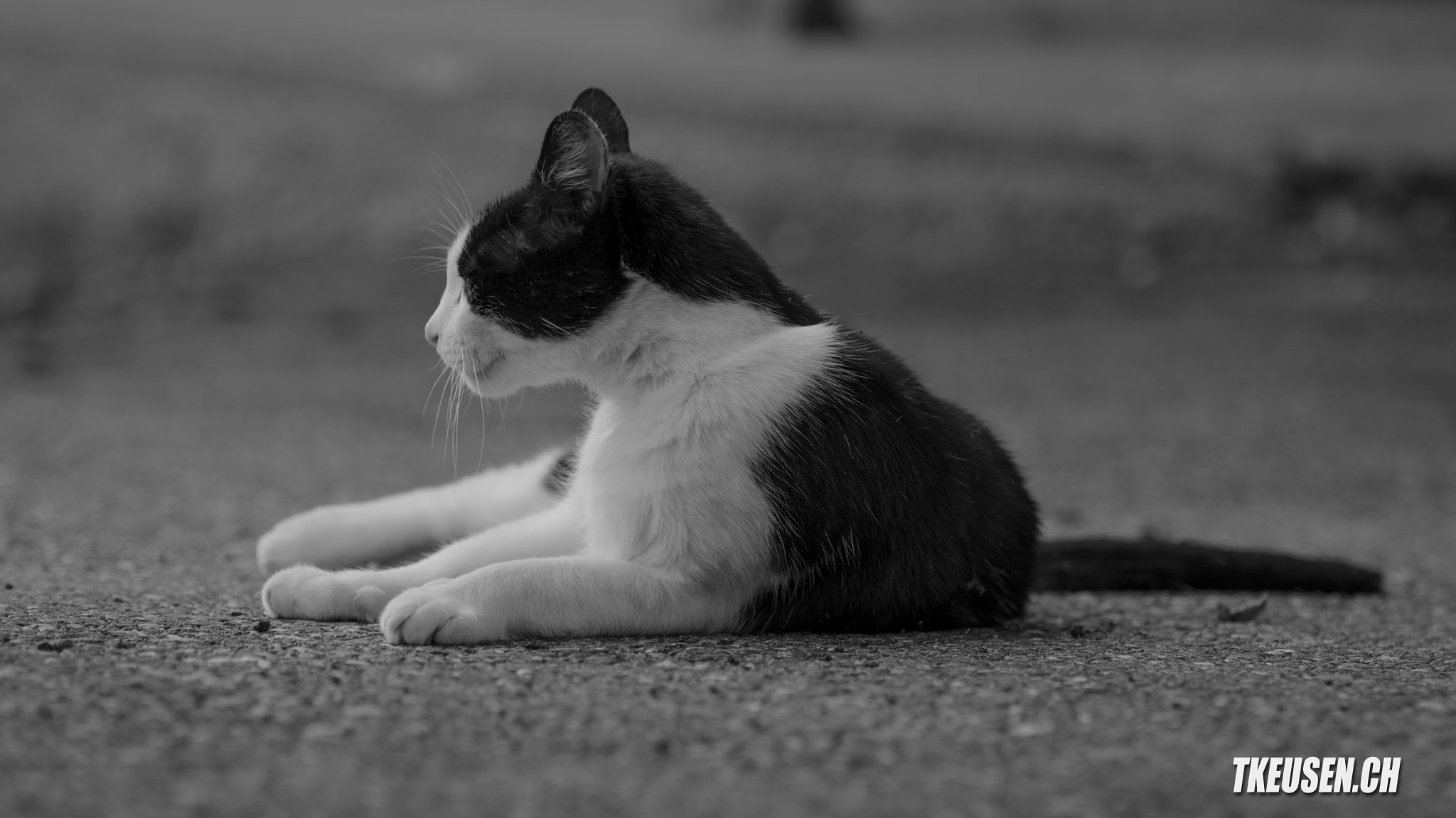 Nikon AF-S Nikkor 70-200mm F2.8G ED VR II sample photo. Pepe photography