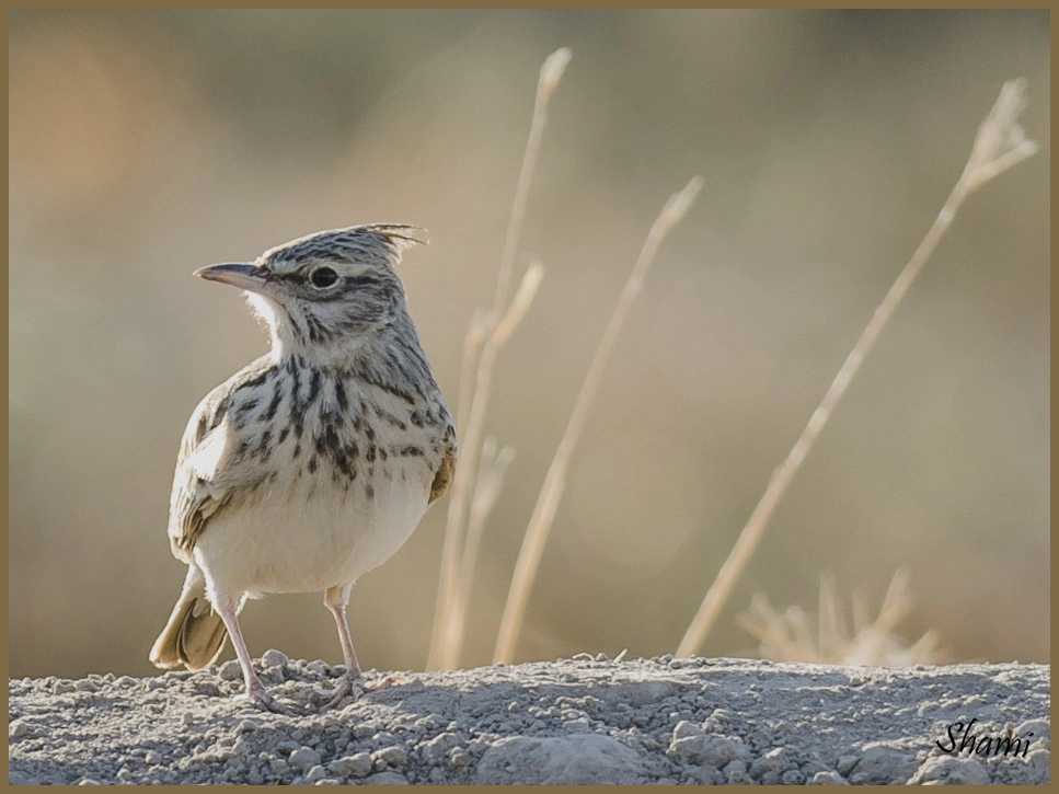 Nikon D7000 + Nikon AF-S Nikkor 300mm F2.8G ED VR II sample photo. Crested lark photography