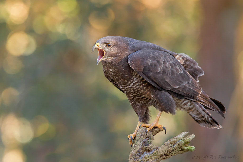 Canon EOS-1D X sample photo. Screaming common buzzard photography