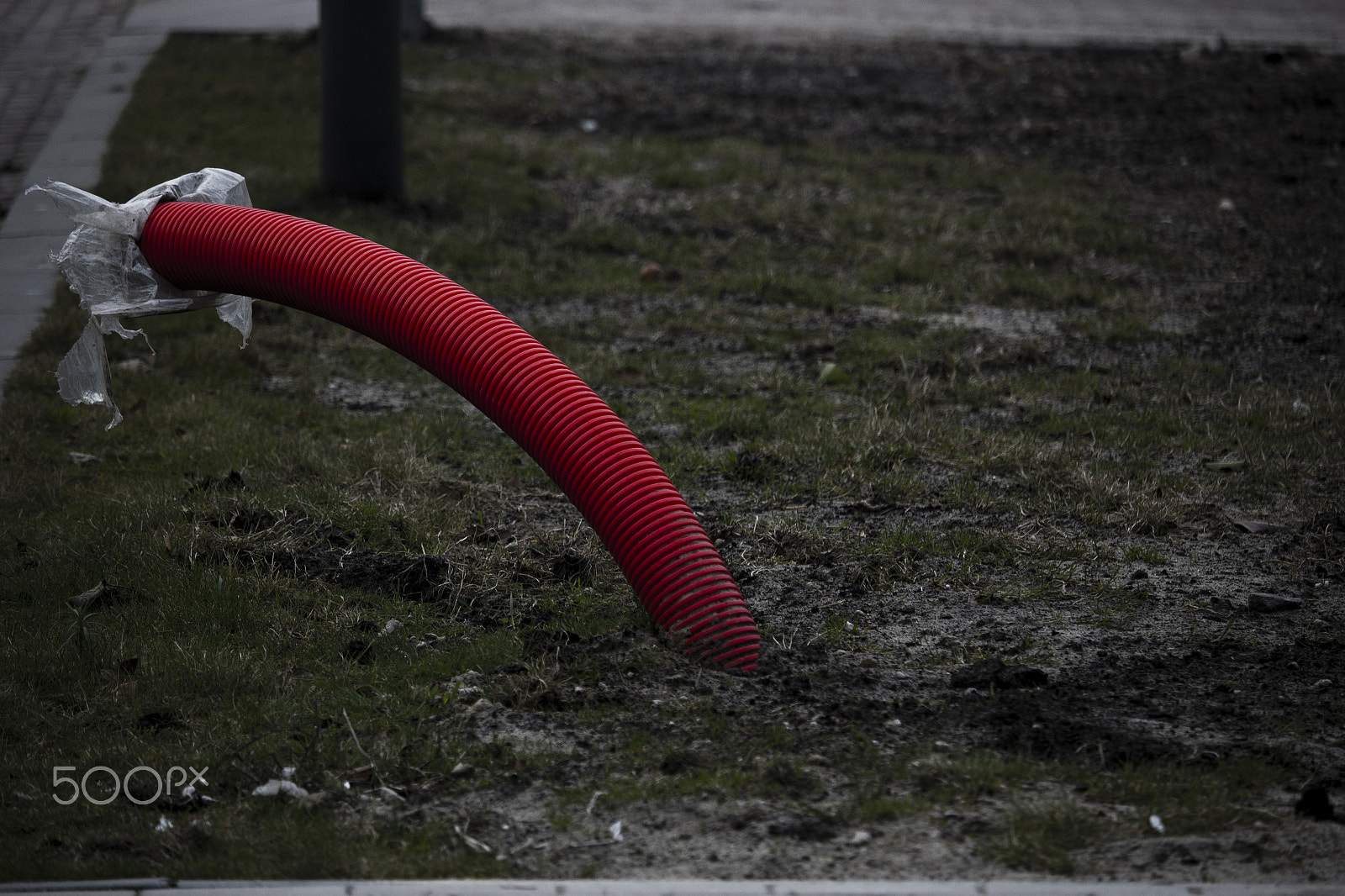 Canon EF-S 55-250mm F4-5.6 IS STM sample photo. Tube photography