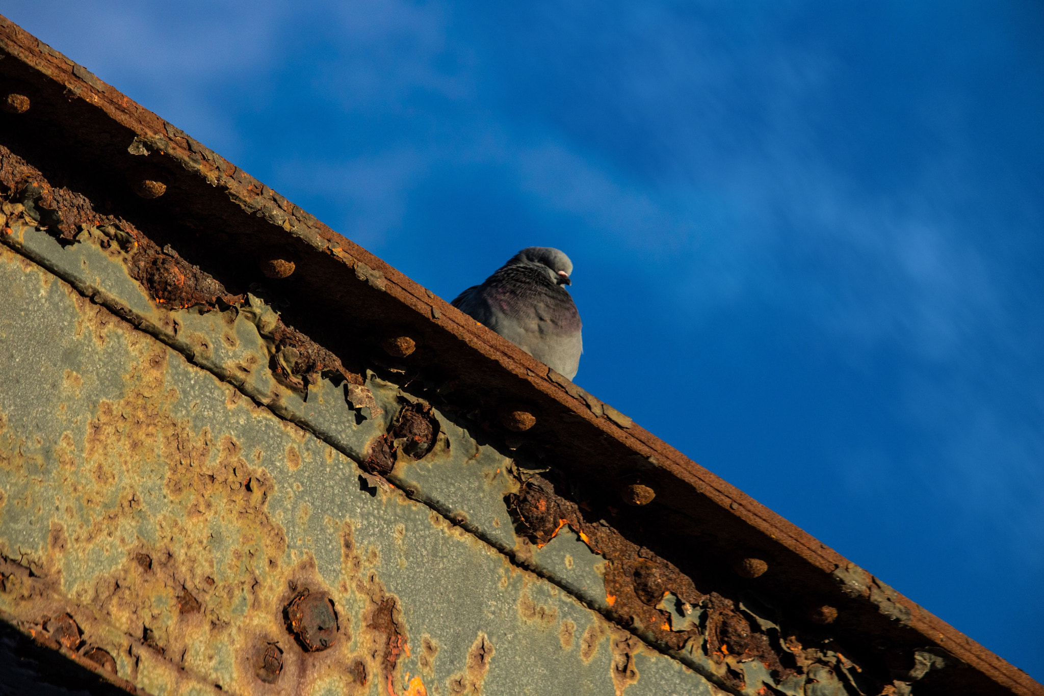 Canon EF-S 55-250mm F4-5.6 IS STM sample photo. Bird alone photography