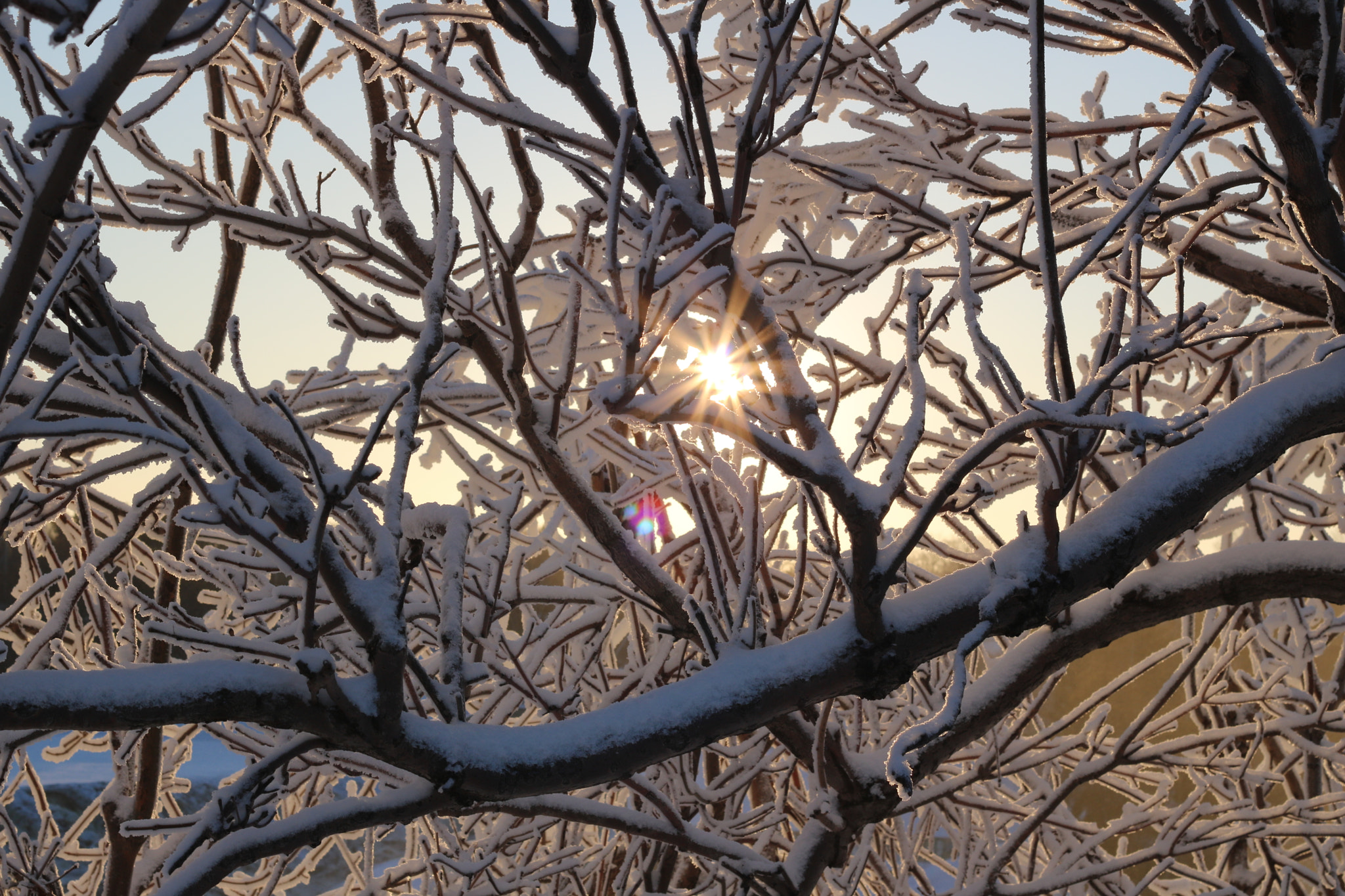 Canon EOS 760D (EOS Rebel T6s / EOS 8000D) + Canon EF 50mm F1.8 II sample photo. Sunset through the trees photography