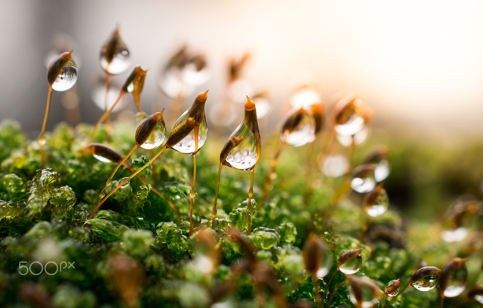 Nikon AF-S DX Micro Nikkor 40mm F2.8 sample photo. Moss. photography