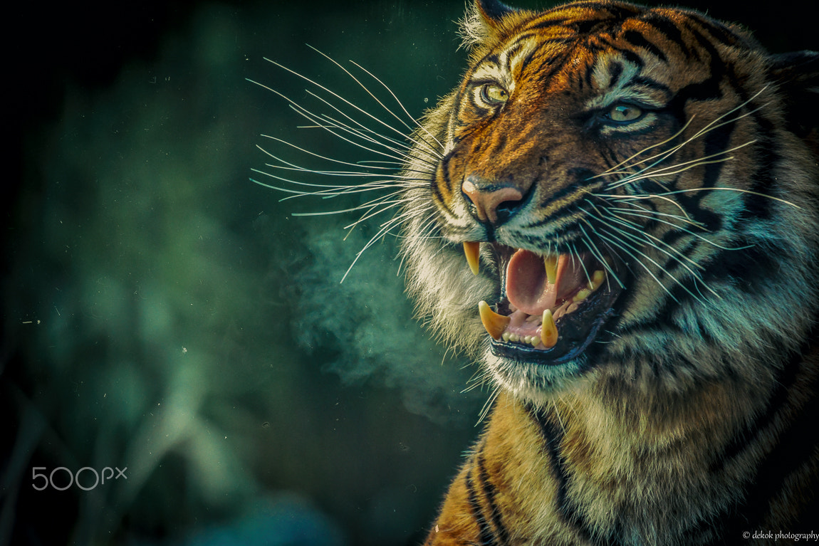 Sigma 150-600mm F5-6.3 DG OS HSM | C sample photo. Potrait art sumatran photography