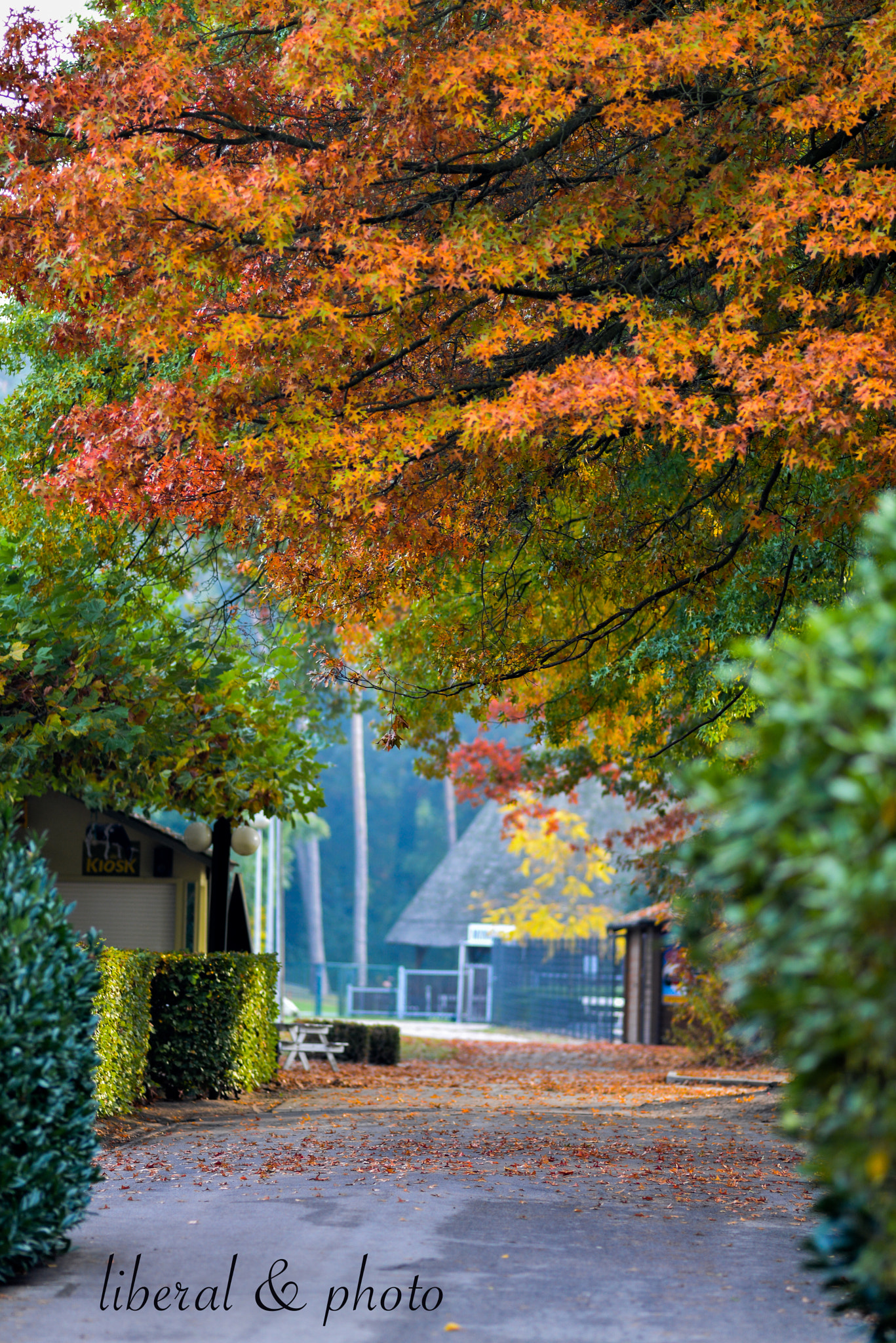 Nikon D600 + Nikon AF Nikkor 180mm F2.8D ED-IF sample photo. Autumn colour photography