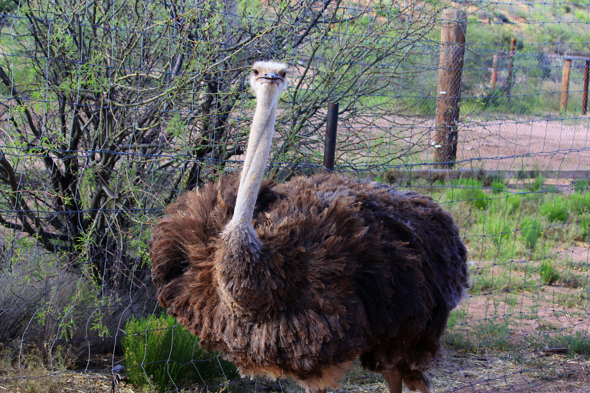 Canon EF-S 55-250mm F4-5.6 IS sample photo. Ostrich photography