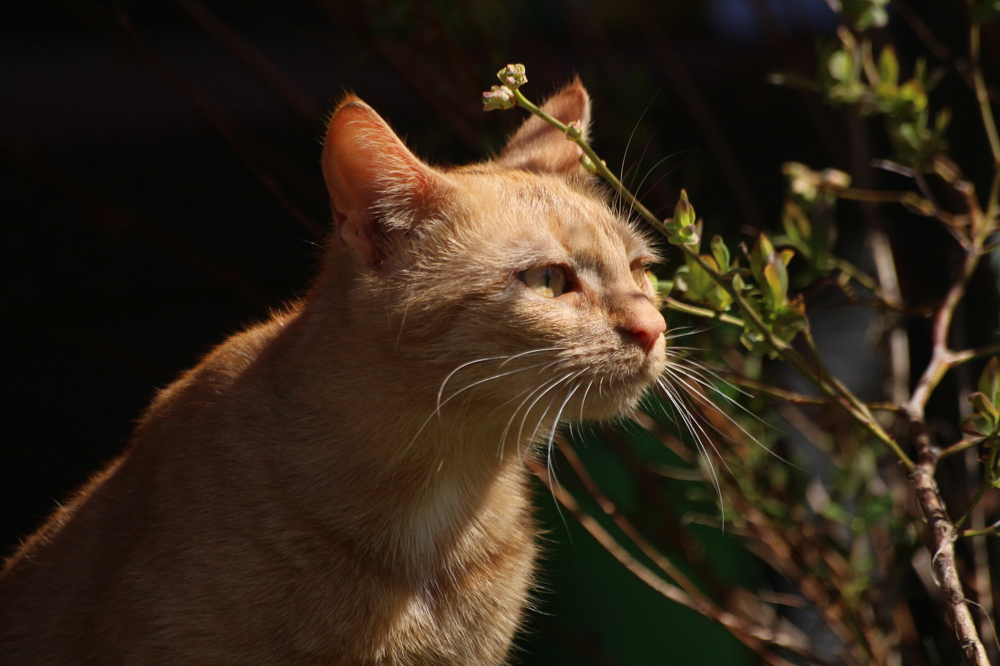 Sigma 70-300mm F4-5.6 APO DG Macro sample photo. Xena photography