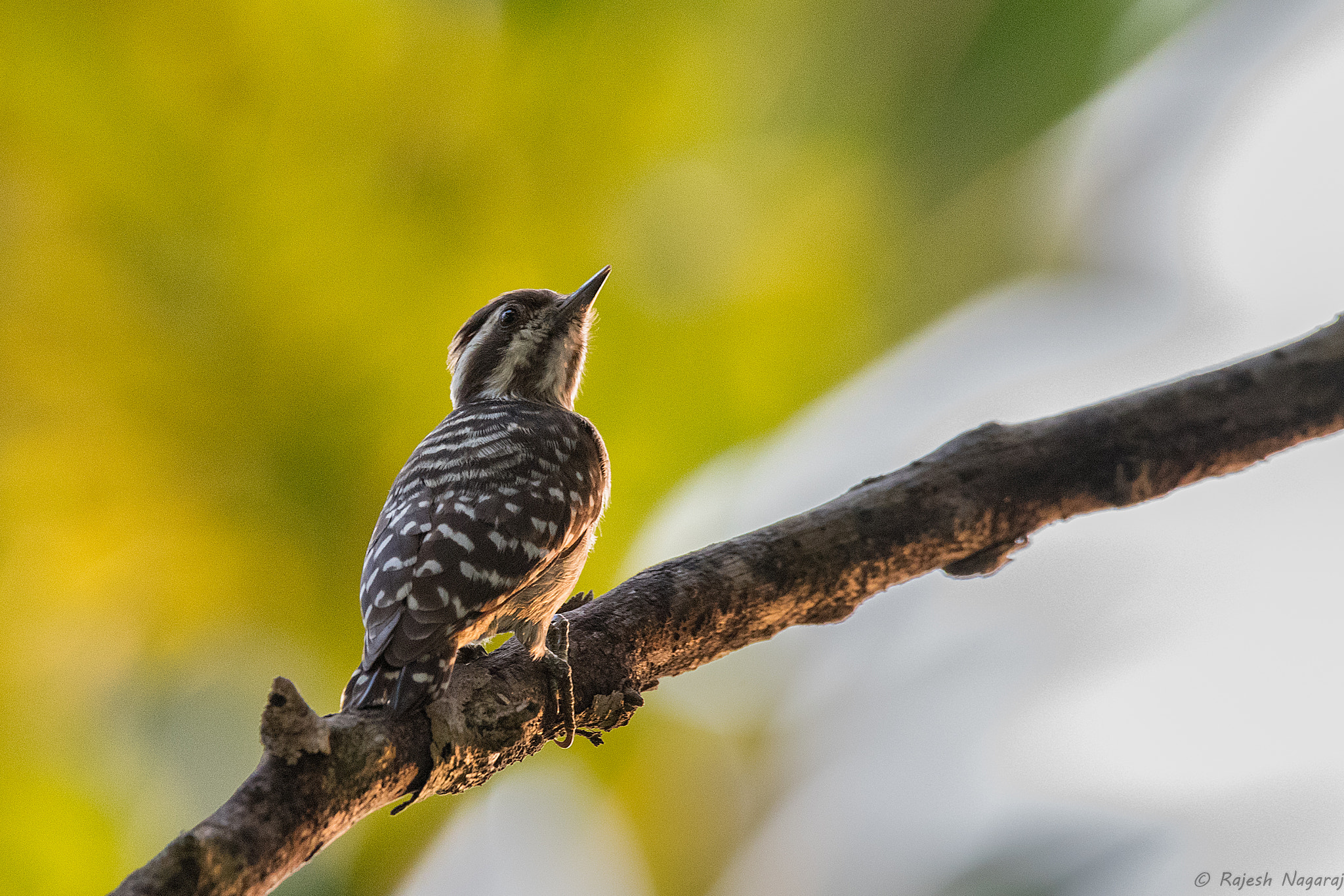 Nikon D500 sample photo. Sunda pygmy woodpecker photography