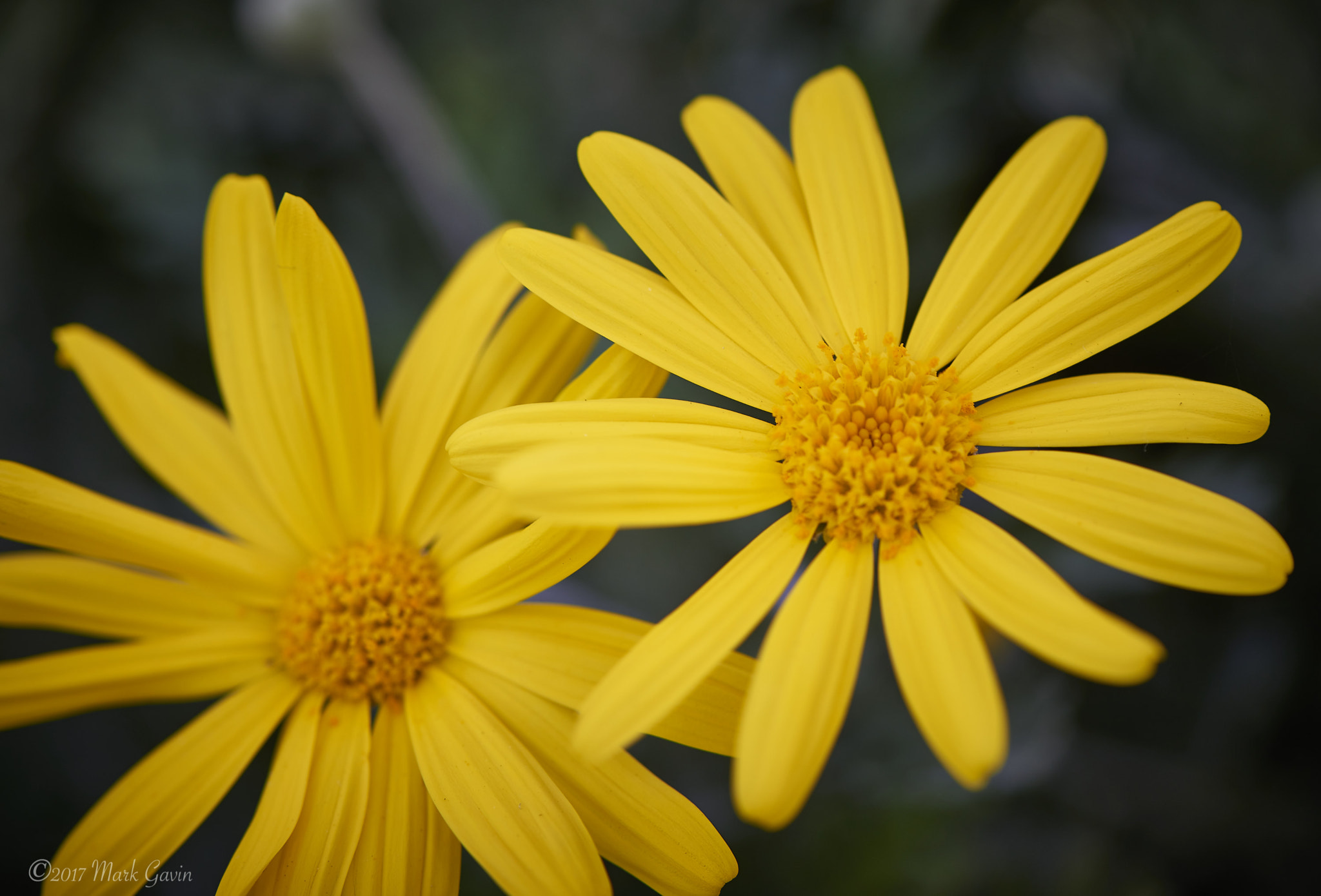 Nikon D800E + Nikon AF-S Micro-Nikkor 105mm F2.8G IF-ED VR sample photo. Two yellow flowers at longwood gardens photography