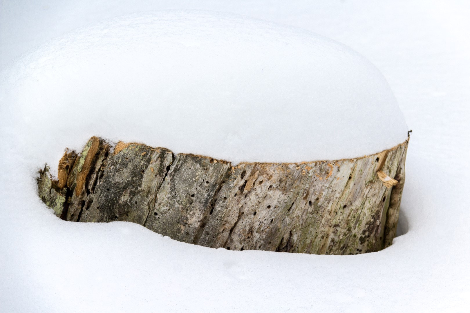 Canon EF-S 18-200mm F3.5-5.6 IS sample photo. Stump in snow photography