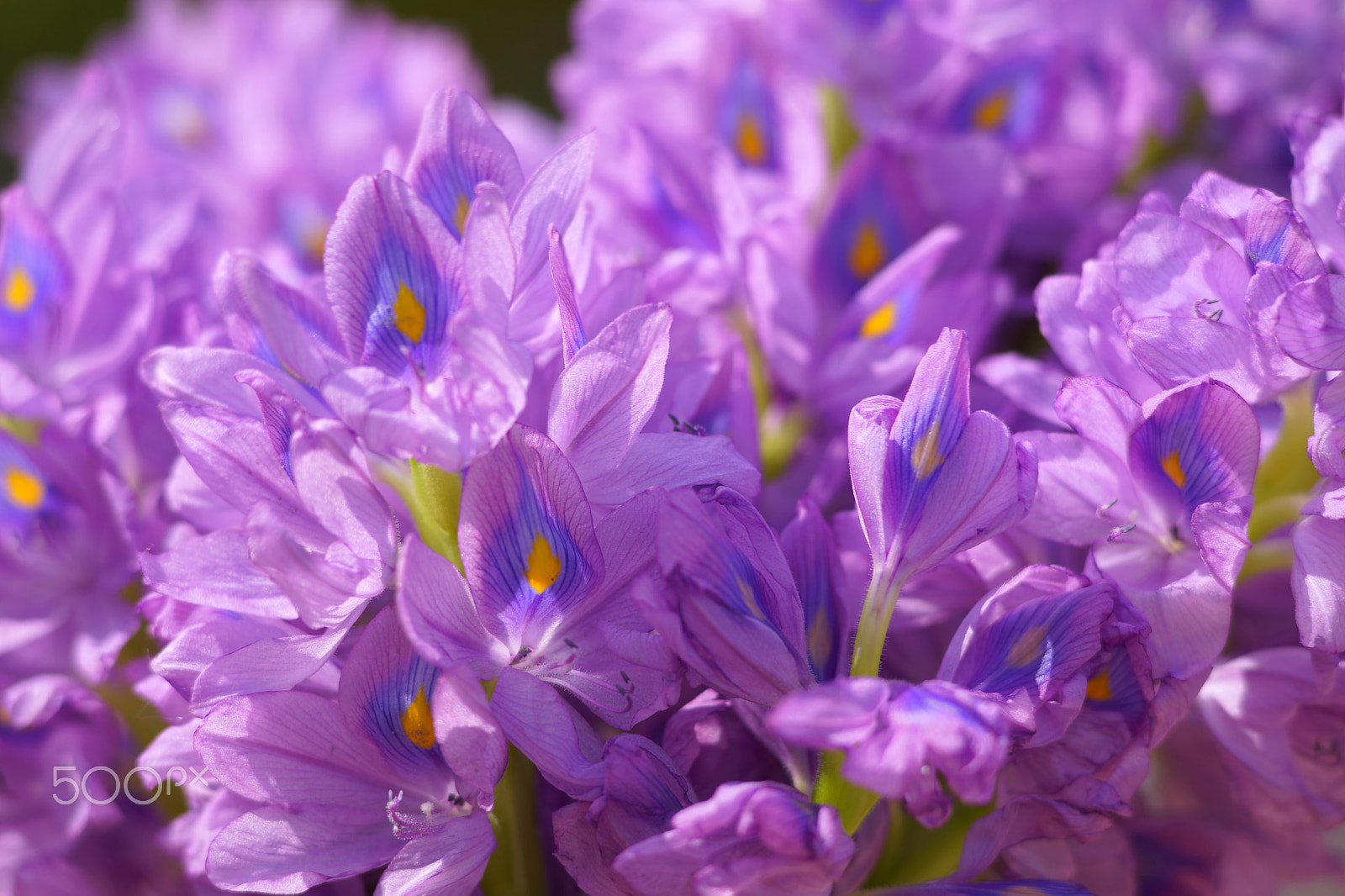 Sony a7 + Sony 85mm F2.8 SAM sample photo. Flowers photography