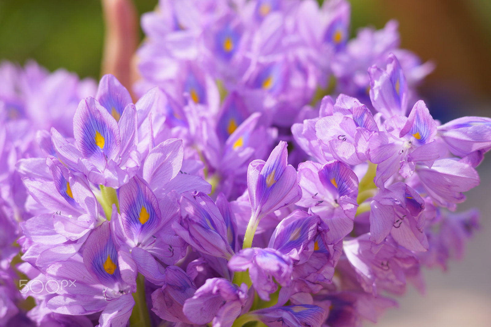 Sony a7 + Sony 85mm F2.8 SAM sample photo. Flowers photography