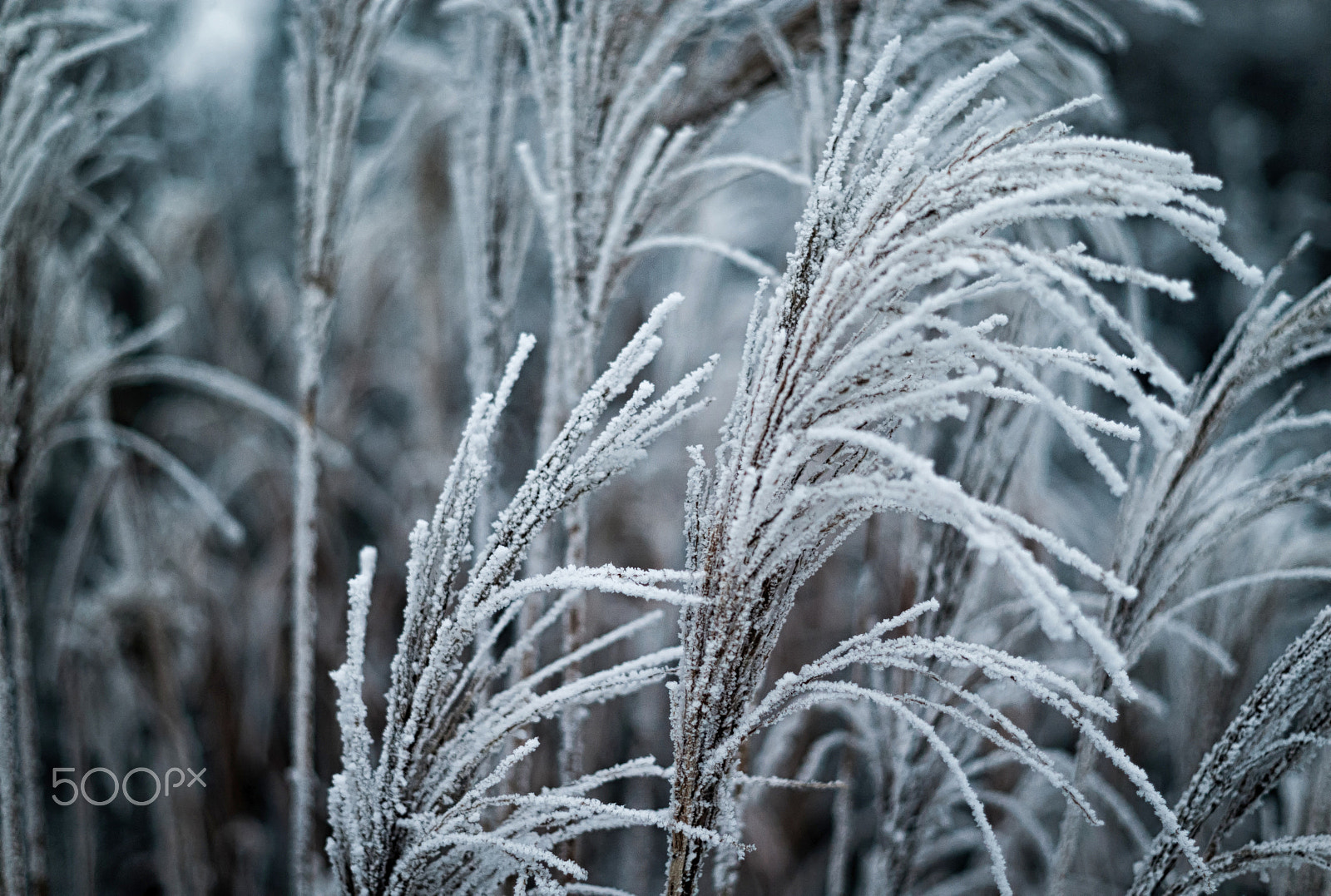 Summicron-M 50mm f/2 (IV, V) sample photo. Filigree photography