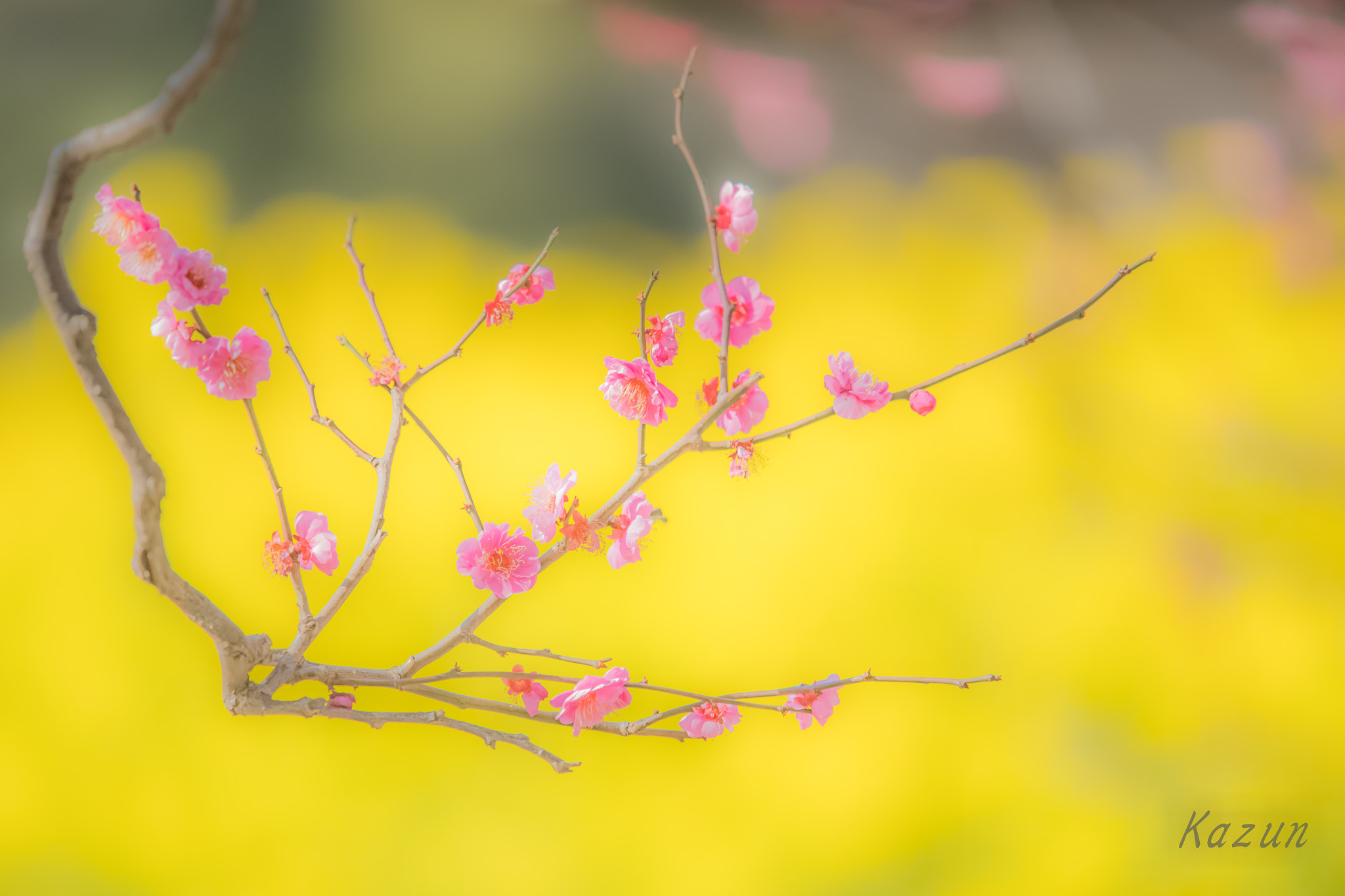 Nikon Nikkor AF-S 300mm F4E PF ED VR sample photo. ー和ー photography