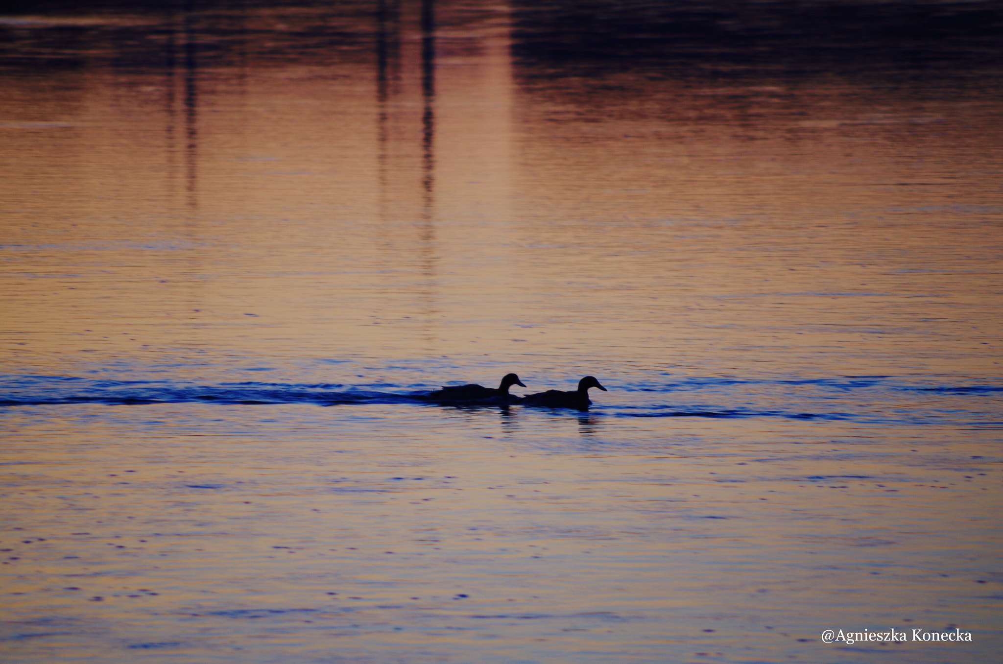 HD Pentax DA 55-300mm F4.0-5.8 ED WR sample photo. In the morning photography