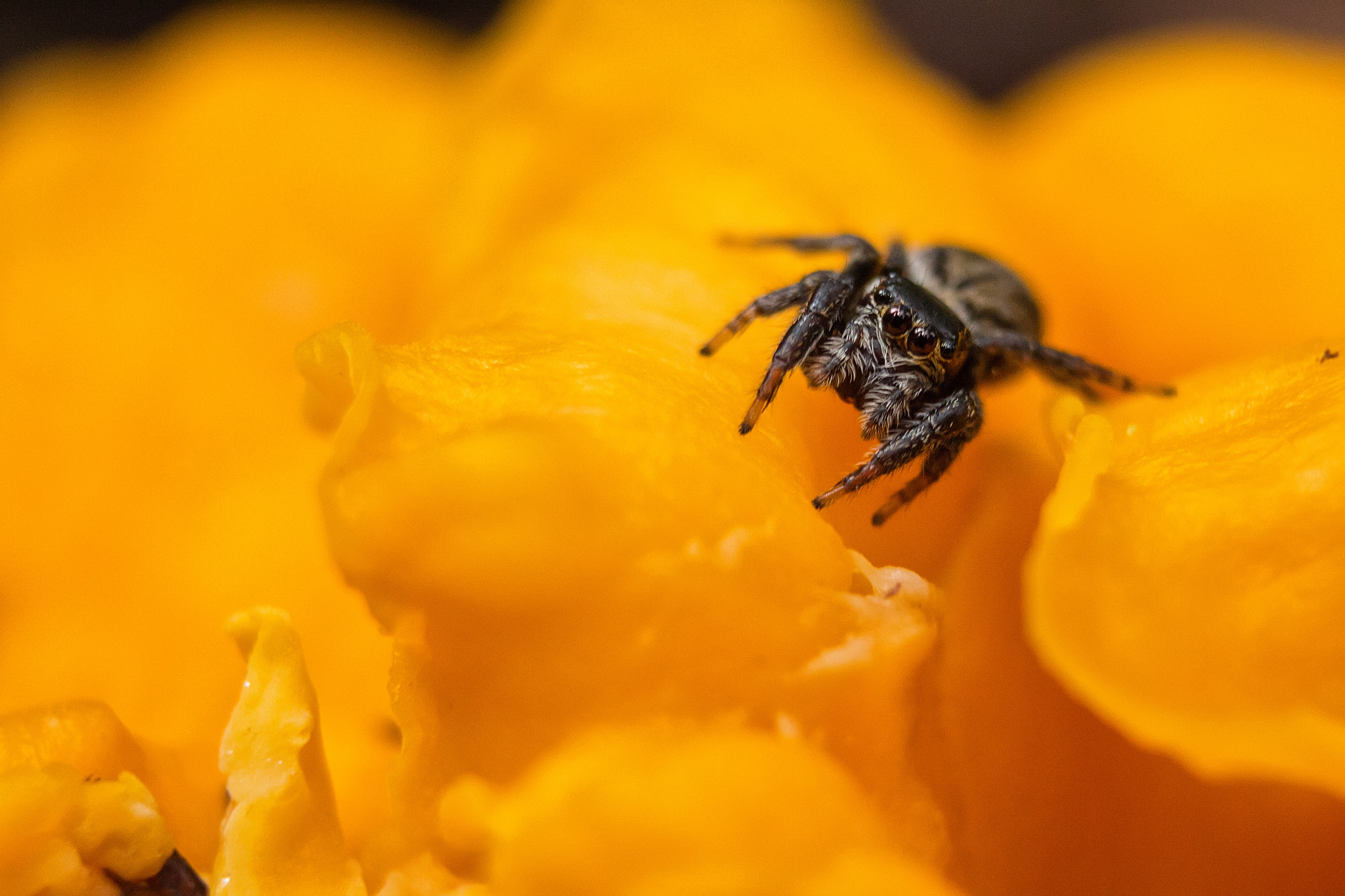 Canon EF 35-80mm f/4-5.6 sample photo. Spider on a mushroom photography