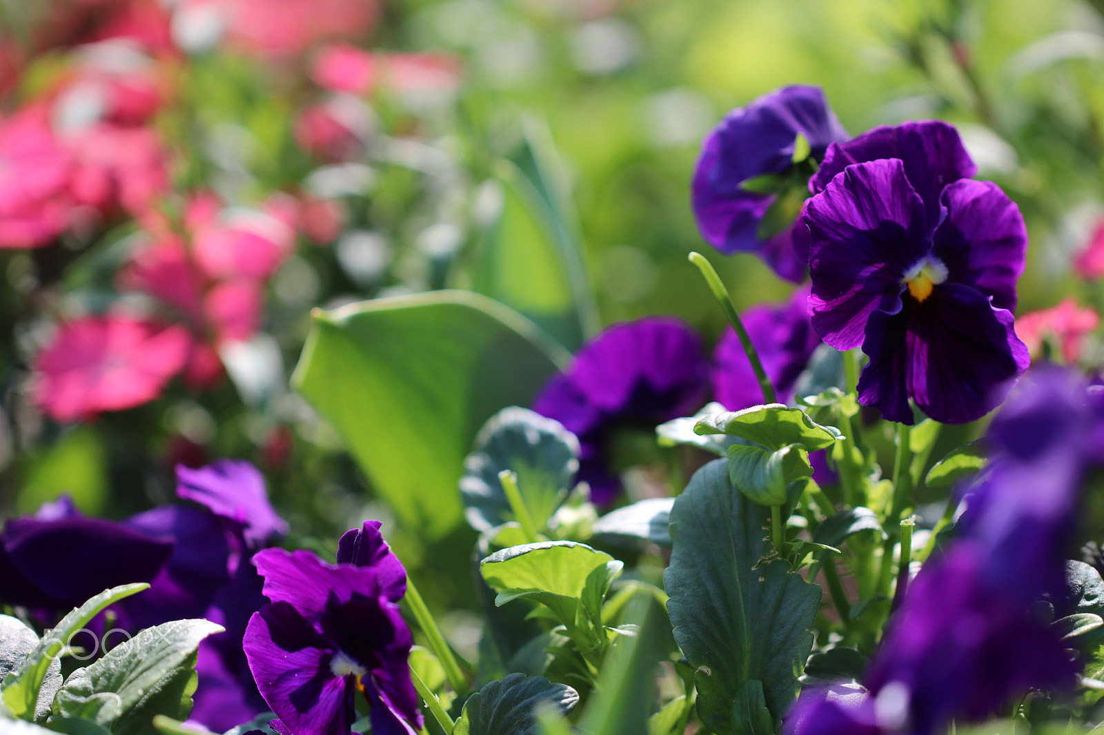Canon EF 100mm F2.8L Macro IS USM sample photo. Purple 9471 photography