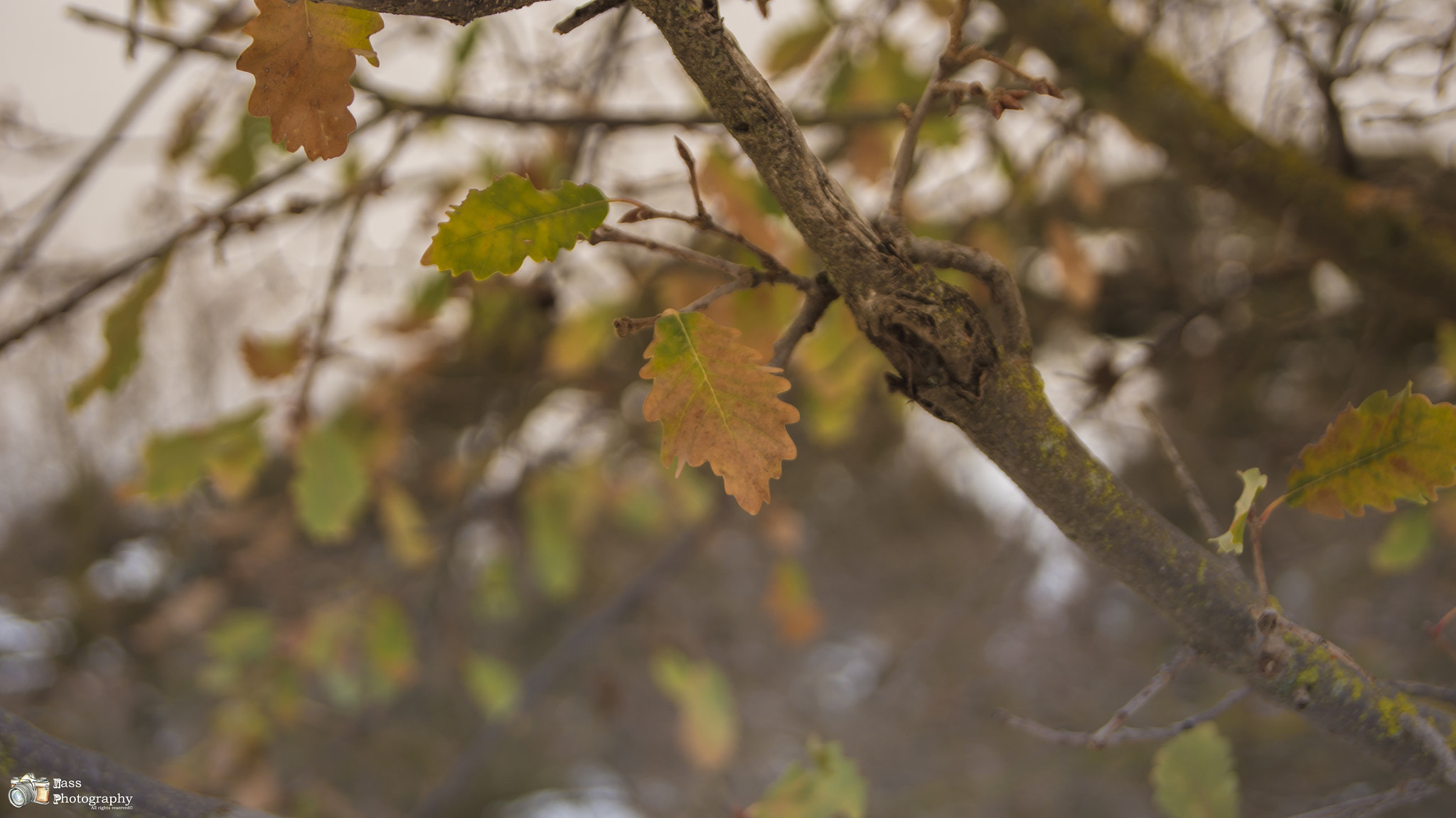 Sony SLT-A55 (SLT-A55V) sample photo