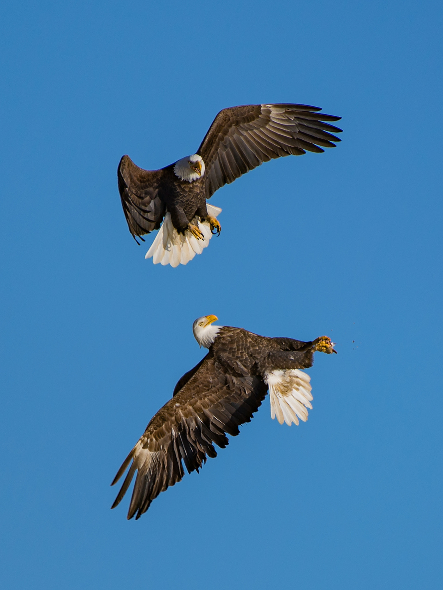 Nikon AF-S Nikkor 200-500mm F5.6E ED VR sample photo. Fight for a fish photography