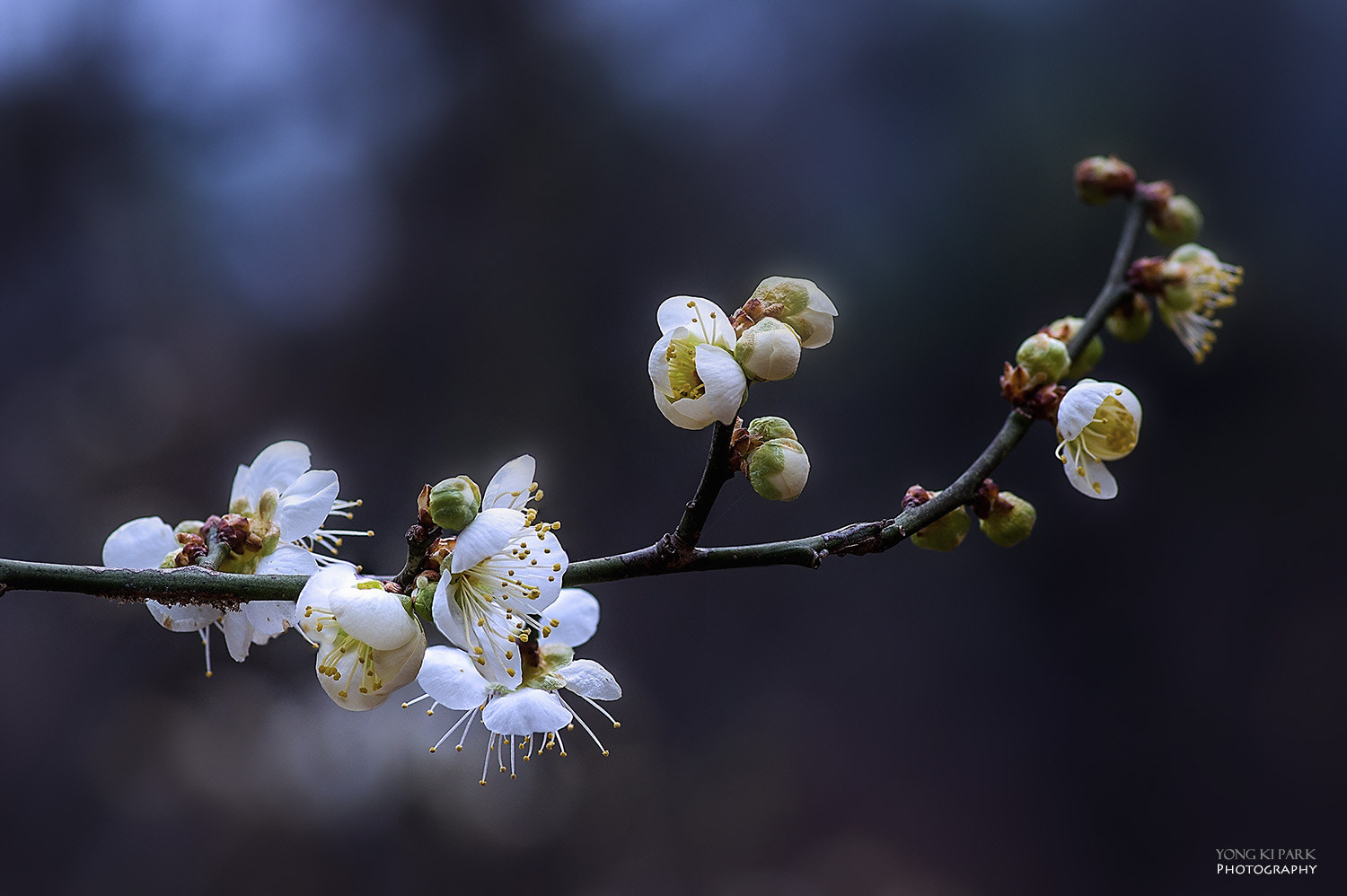 Pentax K-3 sample photo. Dreaming the spring - 1 photography