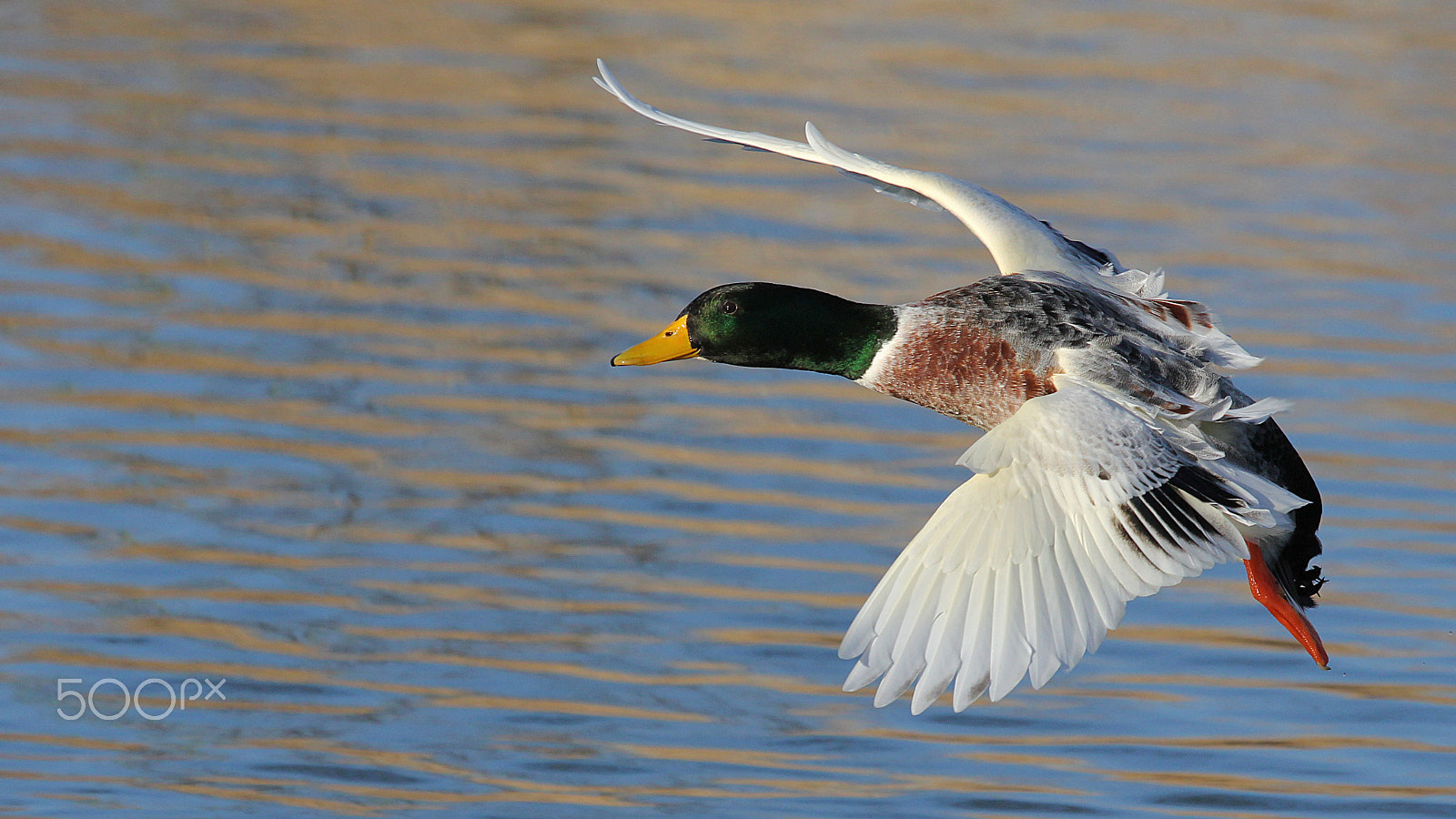 Canon EF 100-400mm F4.5-5.6L IS USM sample photo. Fly away photography