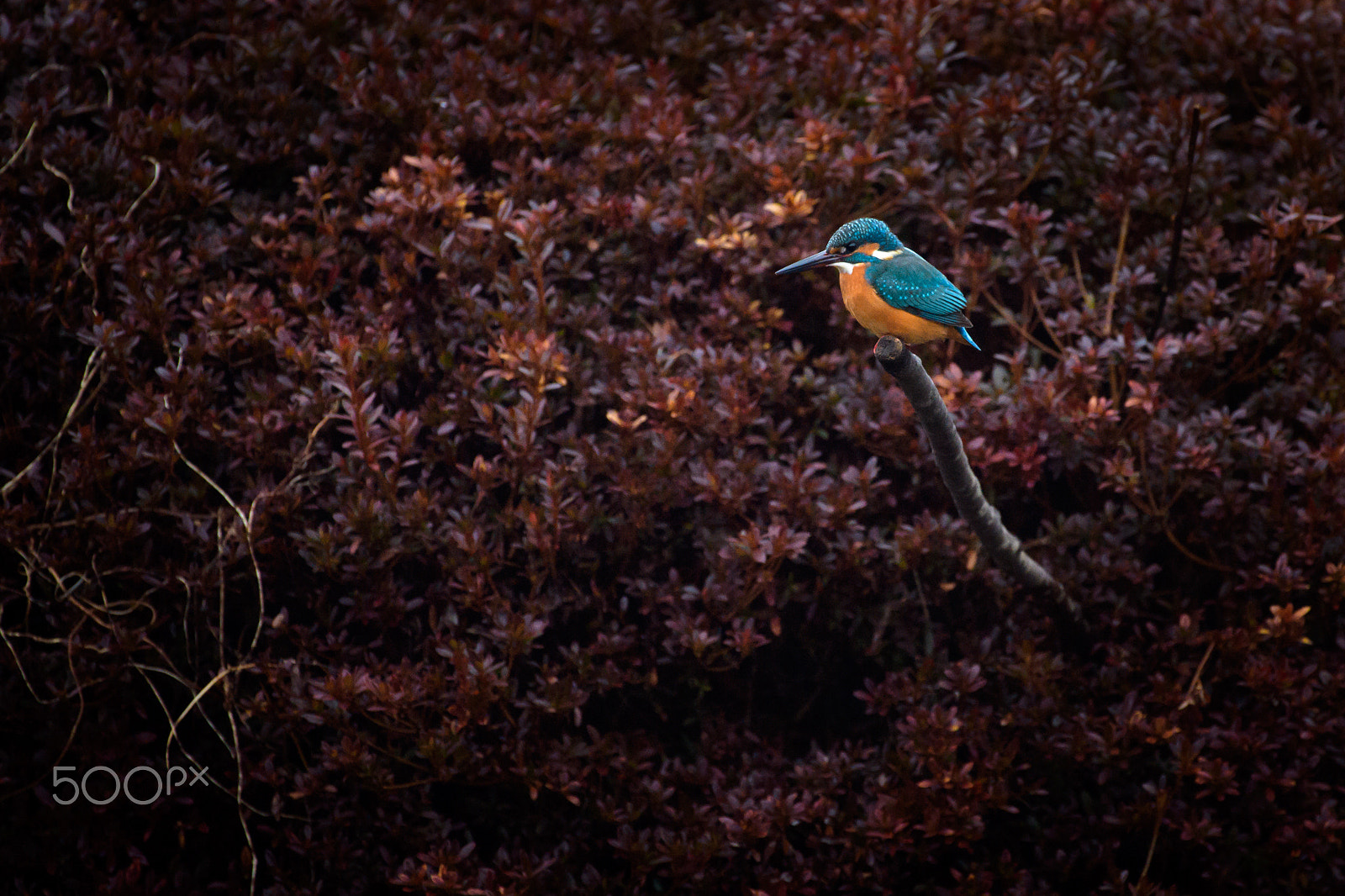 Nikon AF-S Nikkor 200-500mm F5.6E ED VR sample photo. Like a painting photography
