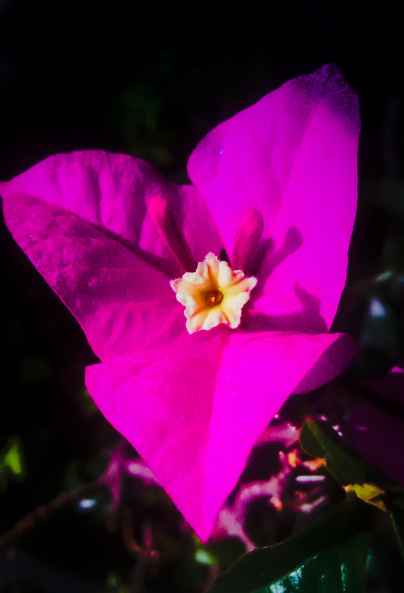 Motorola XT1063 sample photo. Bugambilia (bougainvillea spectabilis)  photography