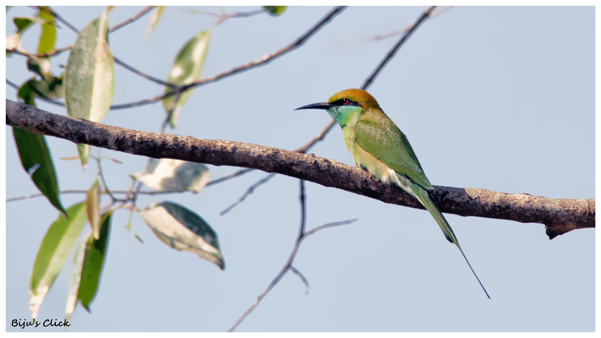 Sigma 150-500mm F5-6.3 DG OS HSM sample photo. "green bea eater" photography