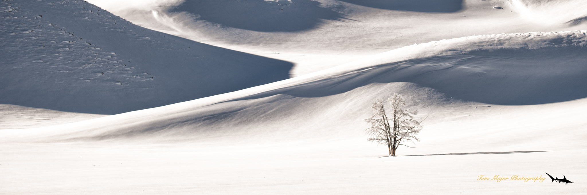 Nikon D5 + Sigma 50mm F2.8 EX DG Macro sample photo. George lett tree yellowstone national park photography