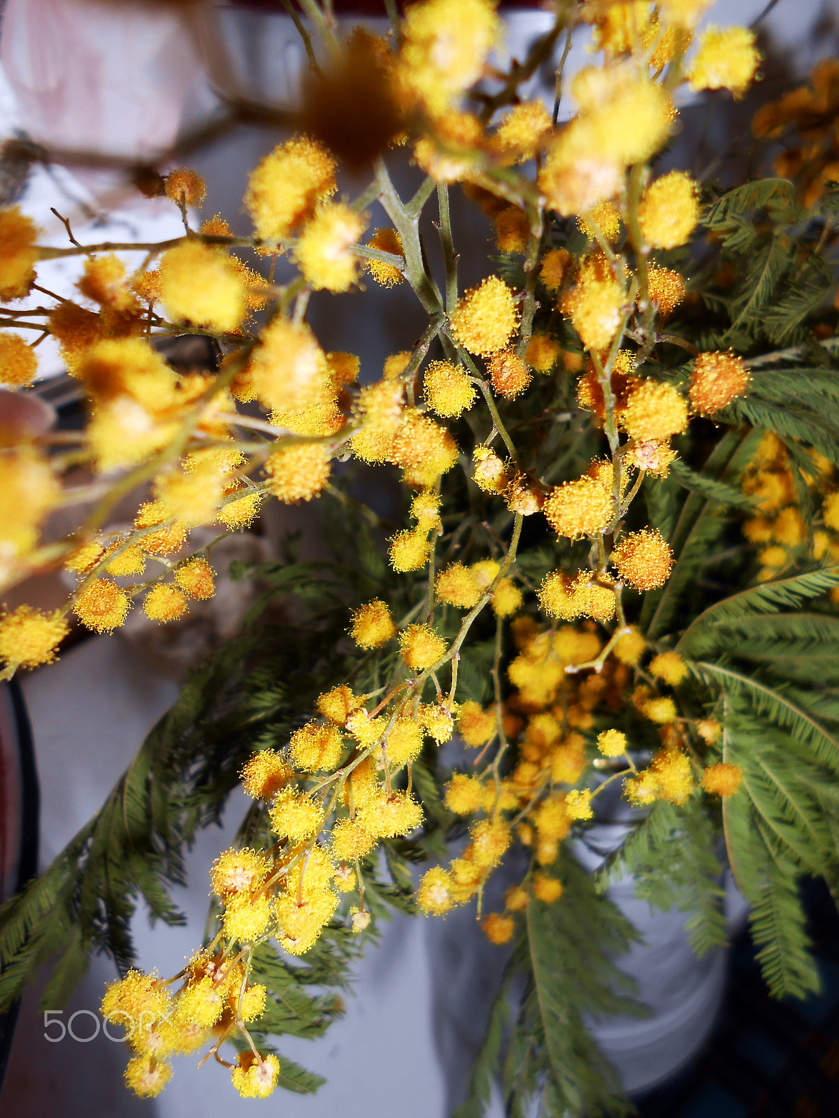 Nikon COOLPIX S2700 sample photo. Mimosa photography
