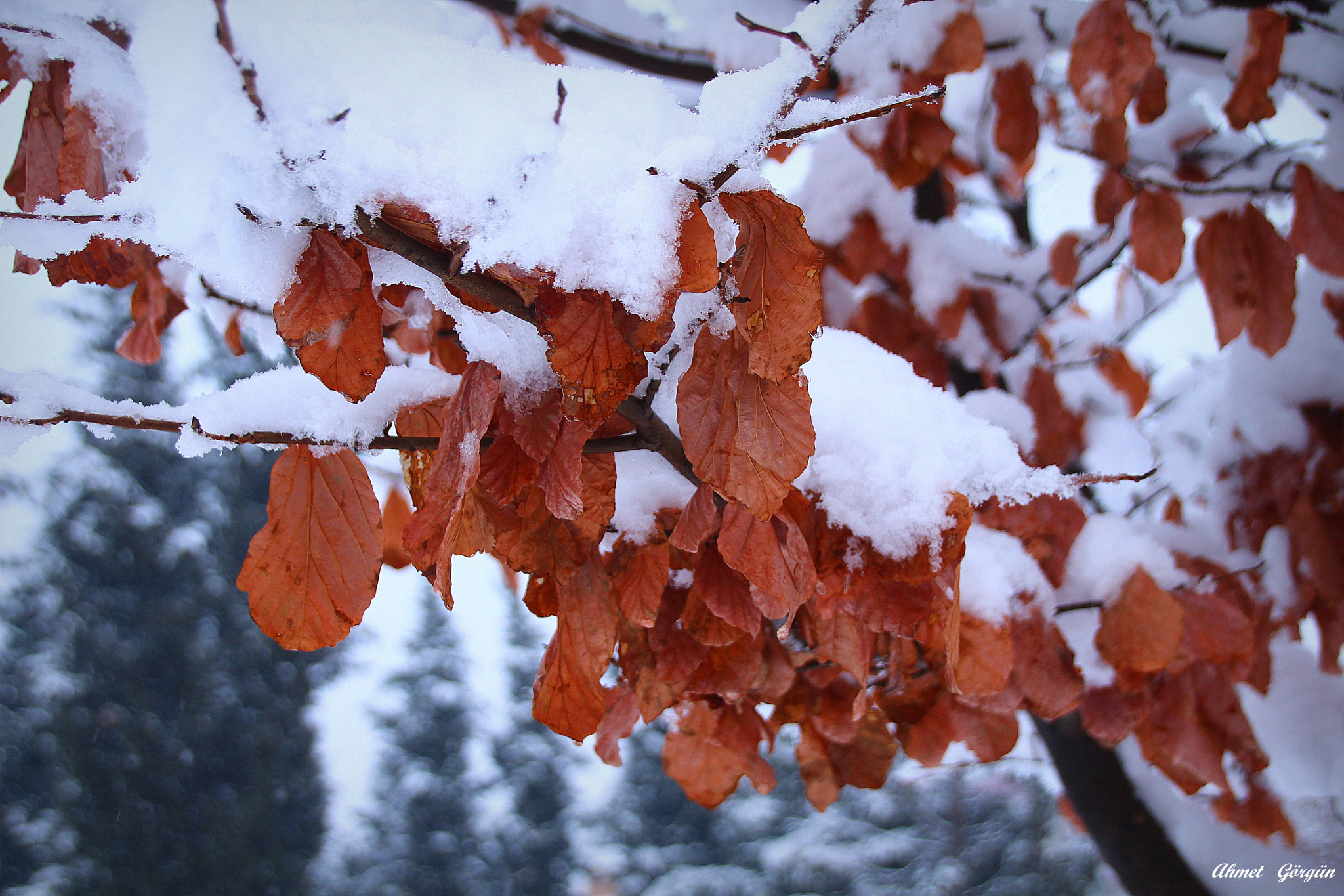 Sigma 18-250mm F3.5-6.3 DC OS HSM sample photo. Snow and winter ... photography