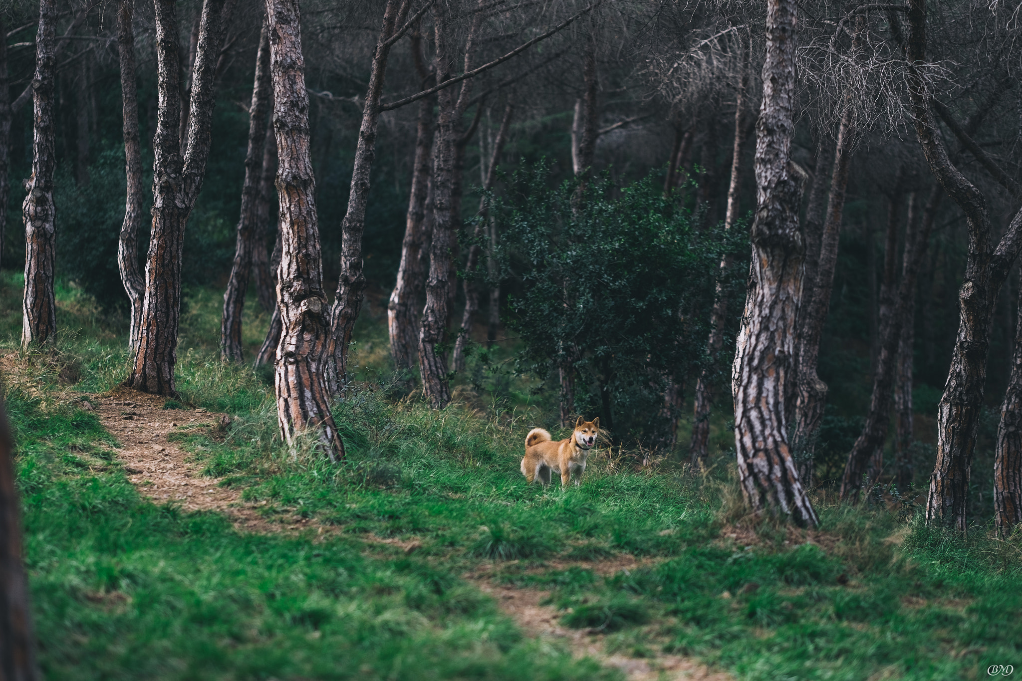 Fujifilm X-T1 + Fujifilm XF 90mm F2 R LM WR sample photo. Alone in the woods photography