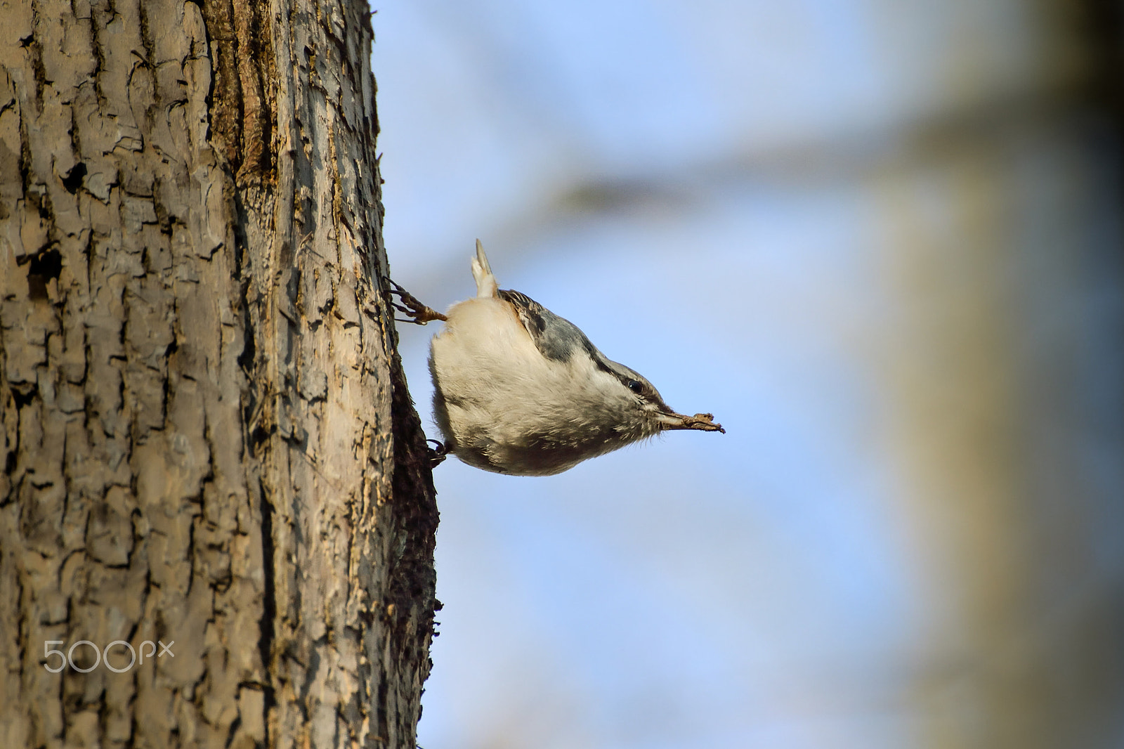 Nikon D3100 sample photo. Nuthatch photography