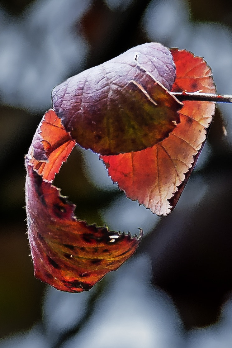 Nikon D300S sample photo. Hojas de invierno photography