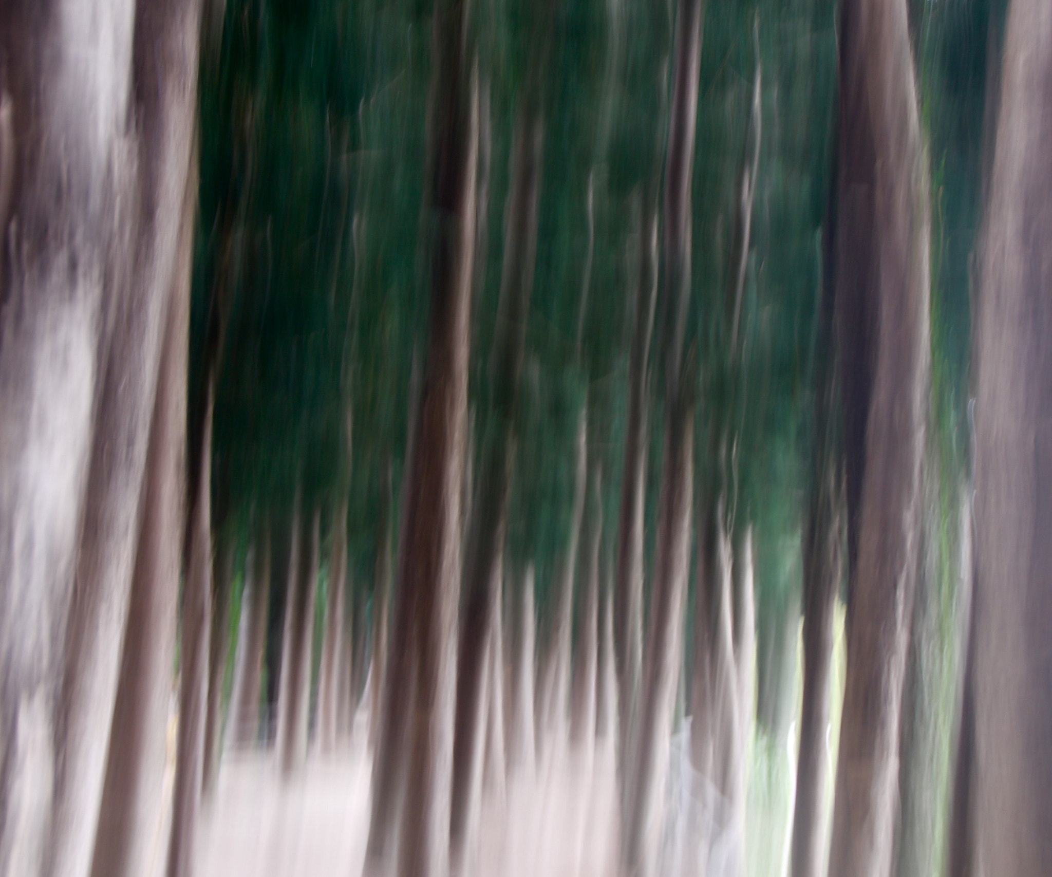 Canon 18-250mm sample photo. Secret forest photography