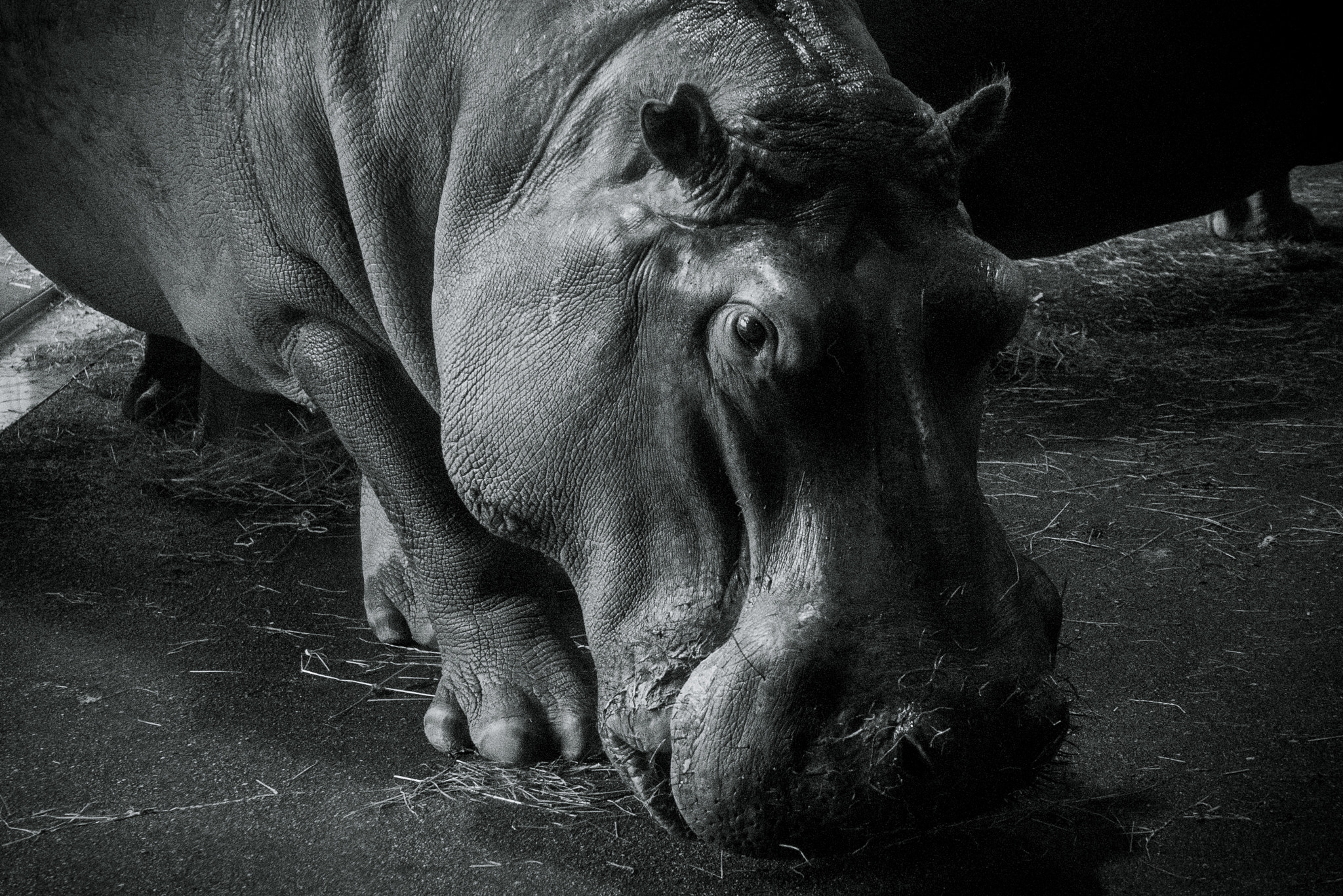 Sony a7S sample photo. Hippo photography