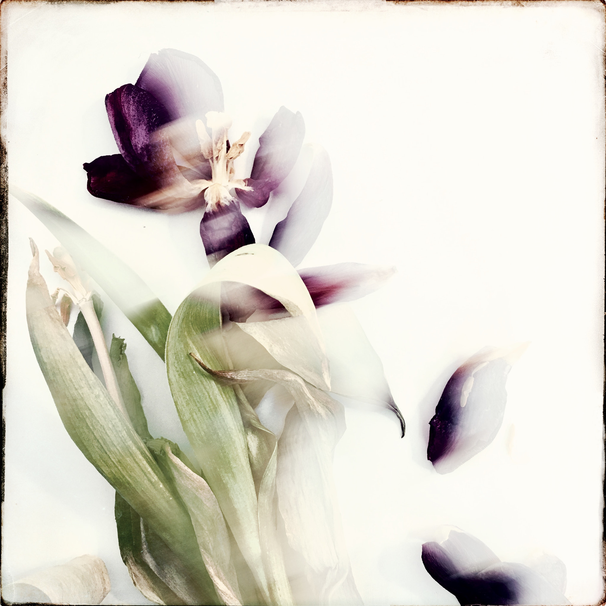 Hipstamatic 331 sample photo. Tulips photography