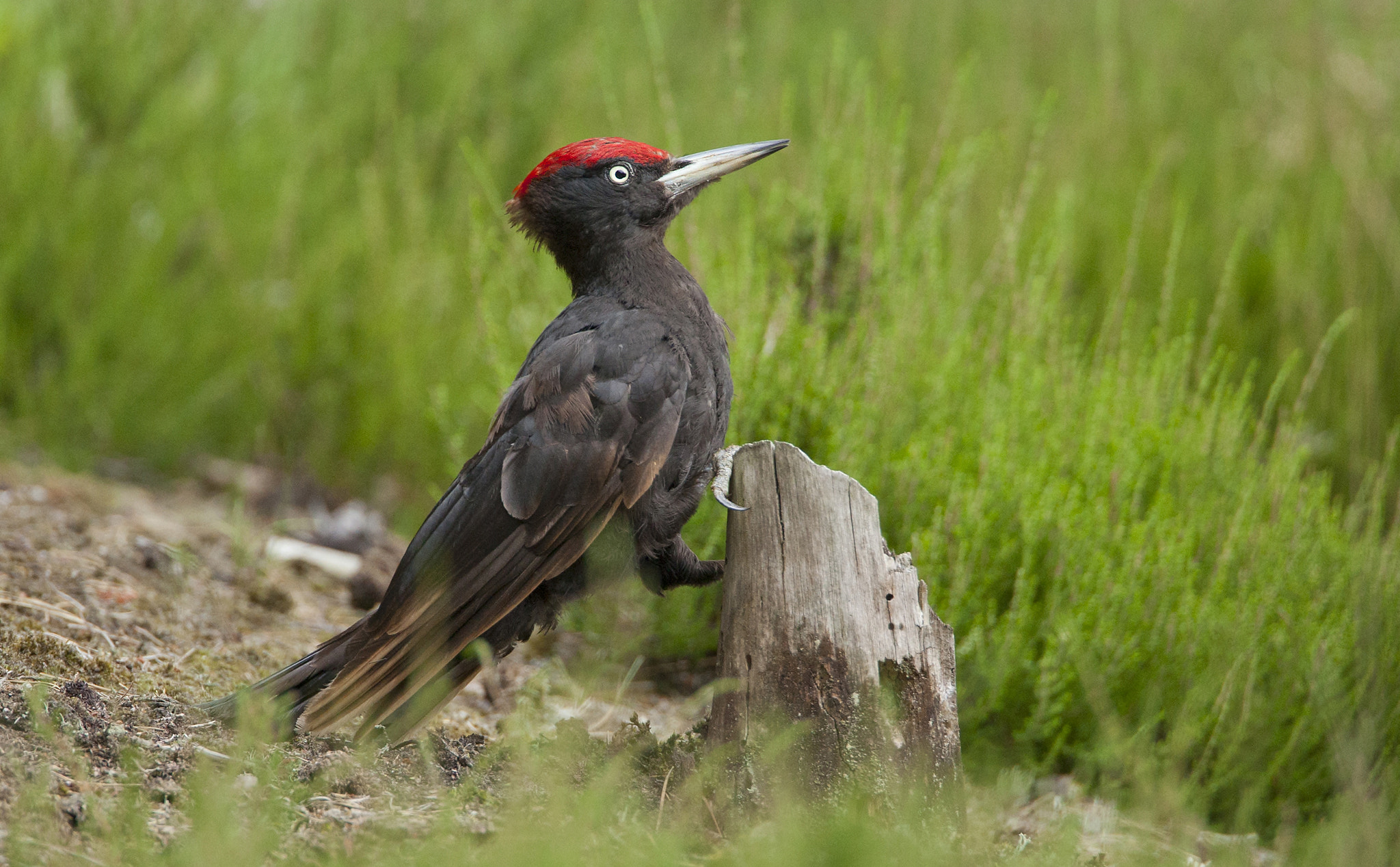 Canon EF 500mm F4L IS USM sample photo. Black woodpecker photography