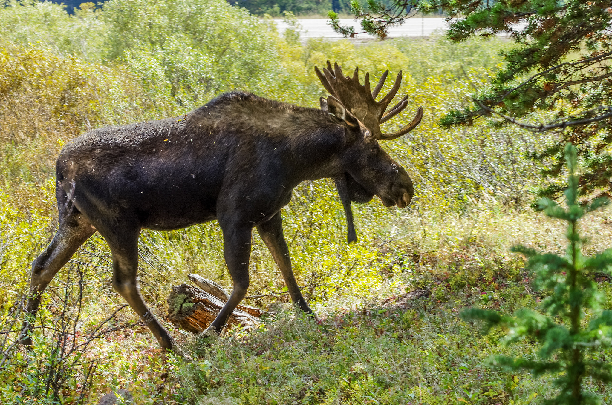 Pentax smc DA* 60-250mm F4.0 ED (IF) SDM sample photo. Moose photography