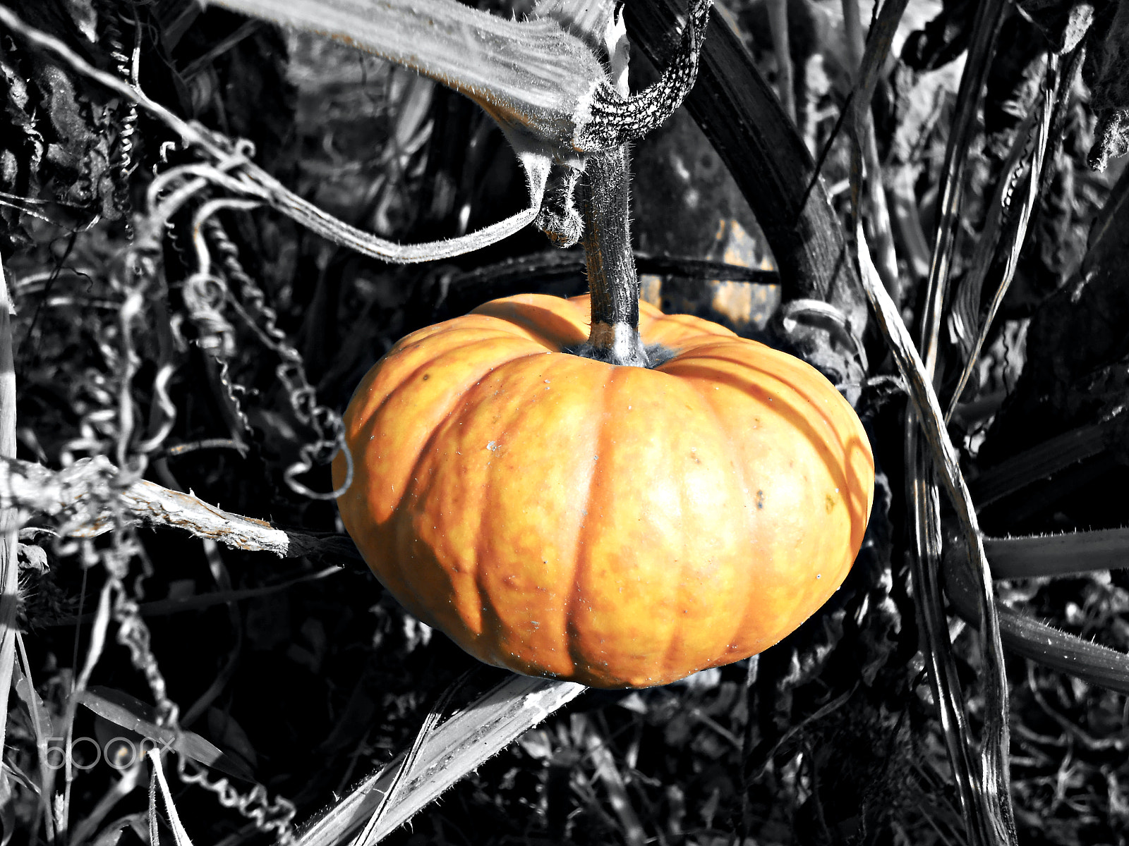 Nikon COOLPIX S2700 sample photo. Pumpkin photography