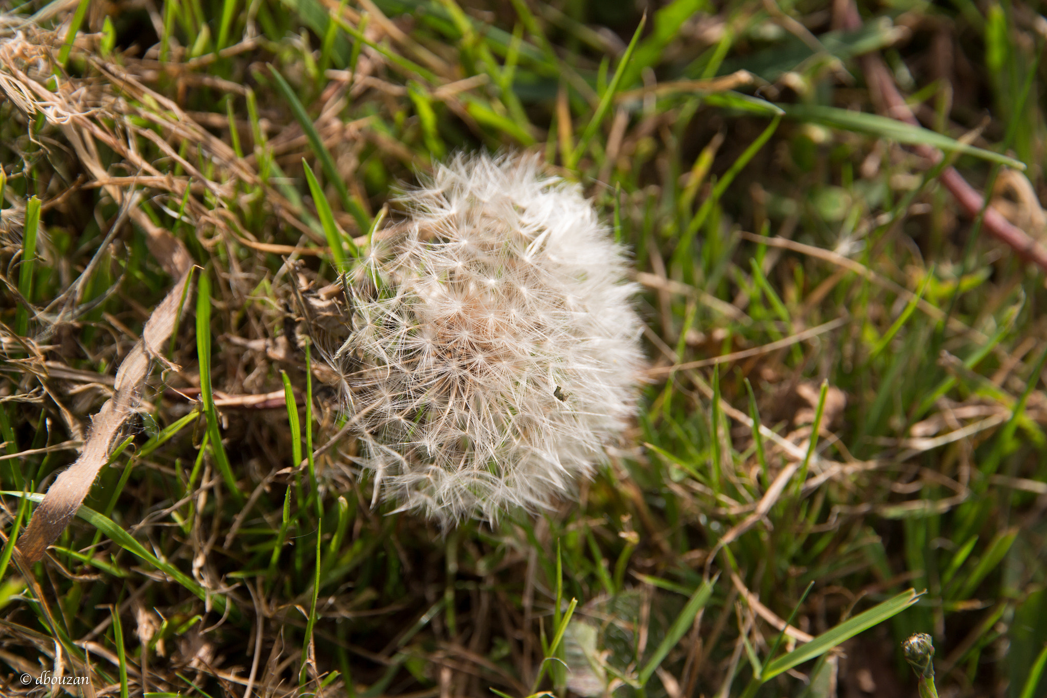 Canon EOS 650D (EOS Rebel T4i / EOS Kiss X6i) sample photo. Diente de leon photography