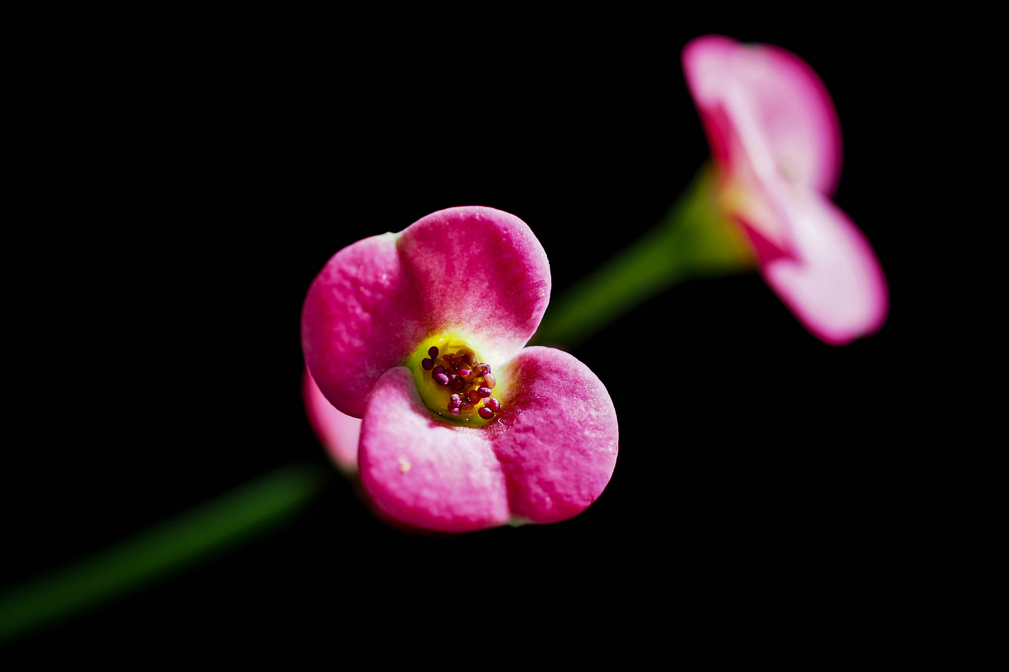 Olympus M.Zuiko Digital ED 60mm F2.8 Macro sample photo. Cactus blossom... photography